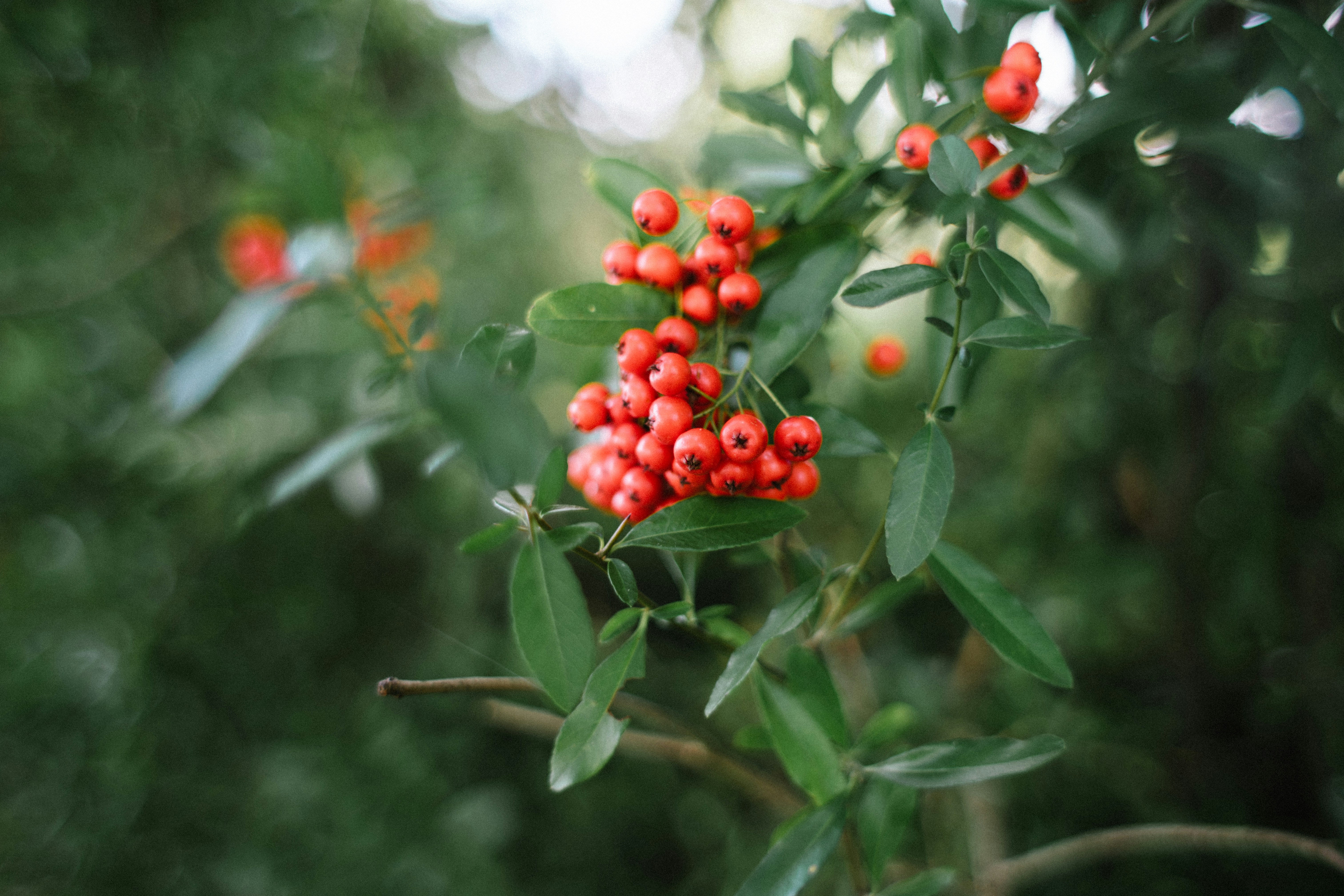 Photo by alexandretopolewski