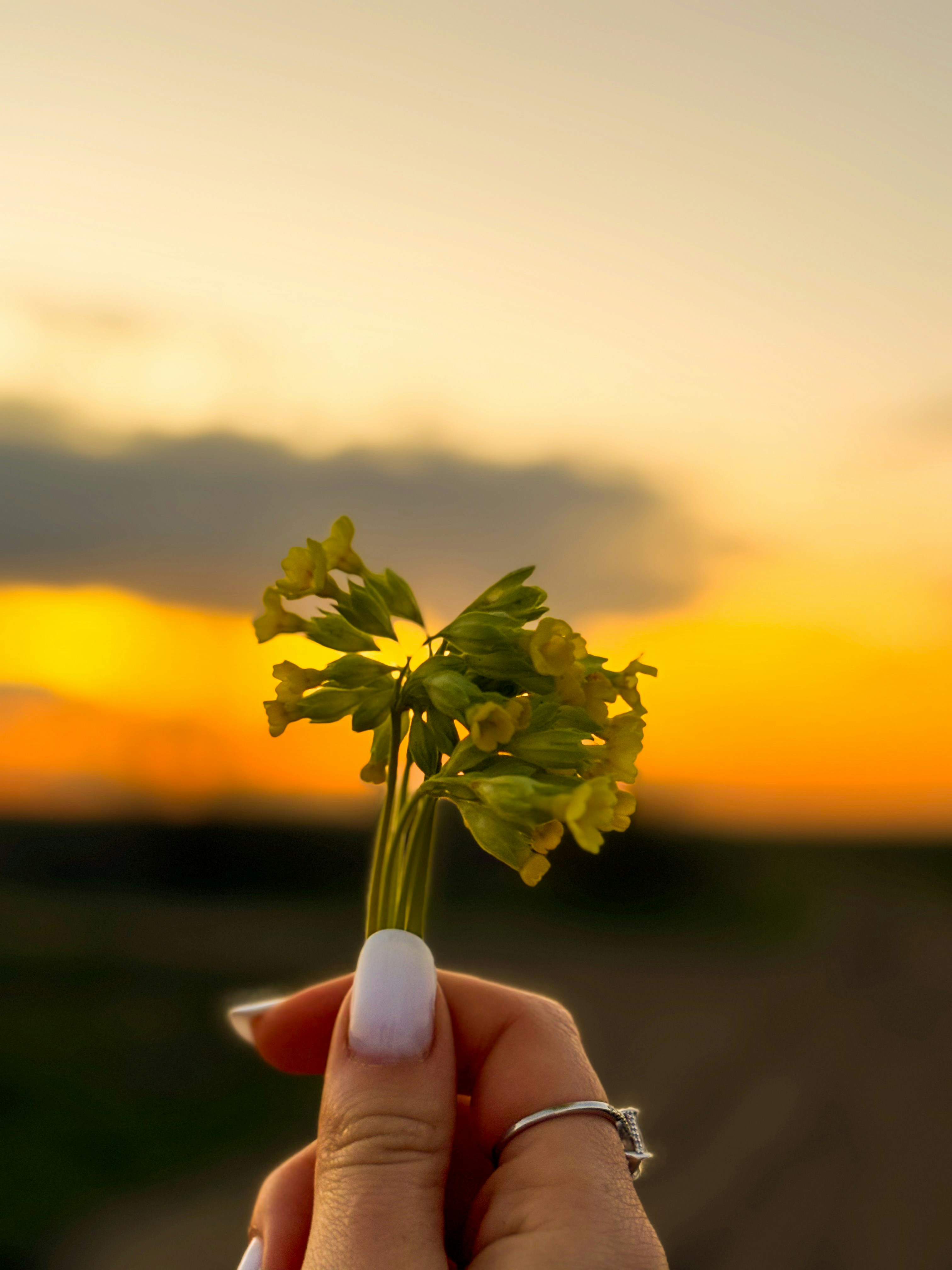 Hand holding yellow flowers against a sunset.
