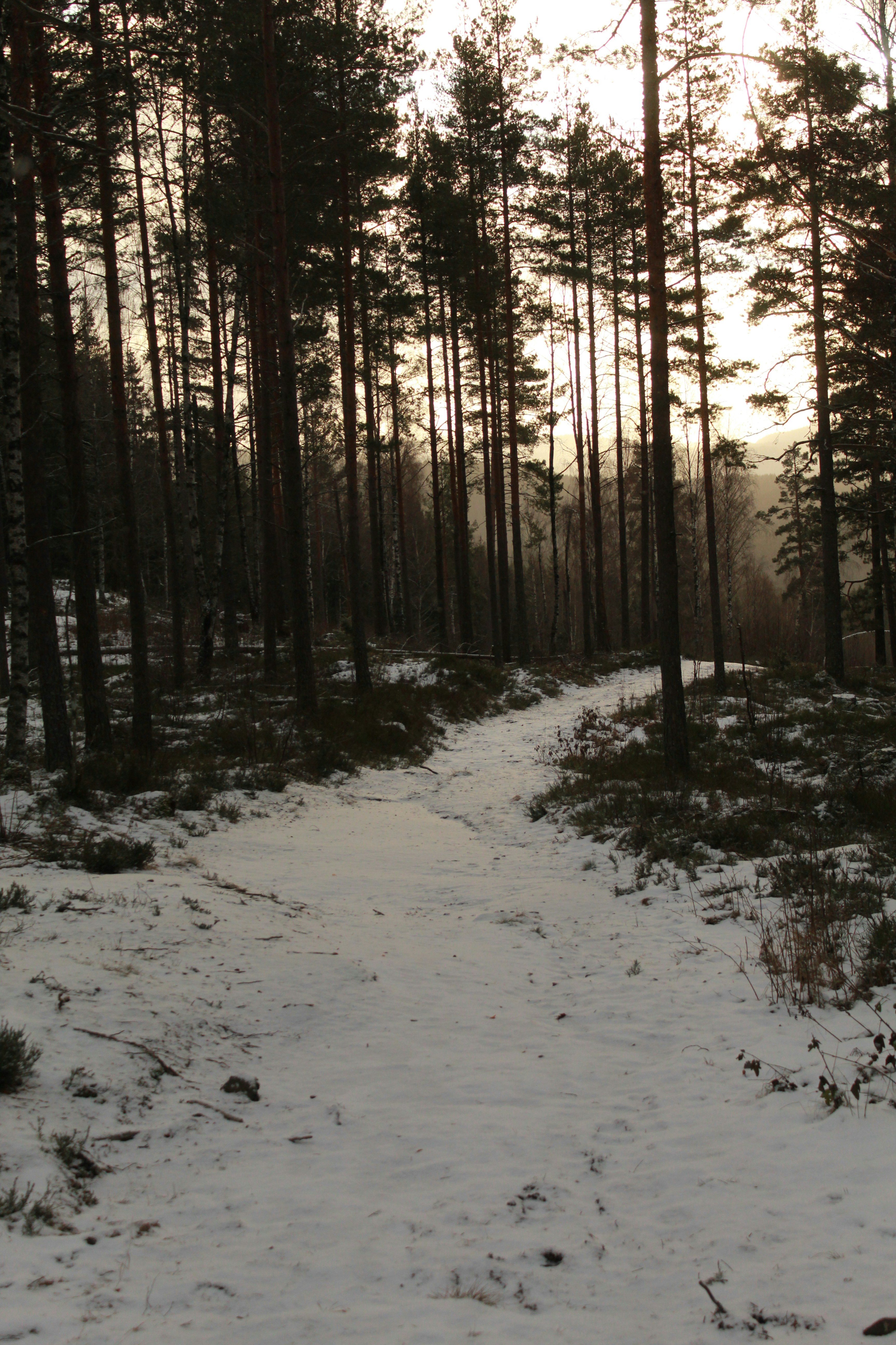 Snowshoeing & Nordic Trails
