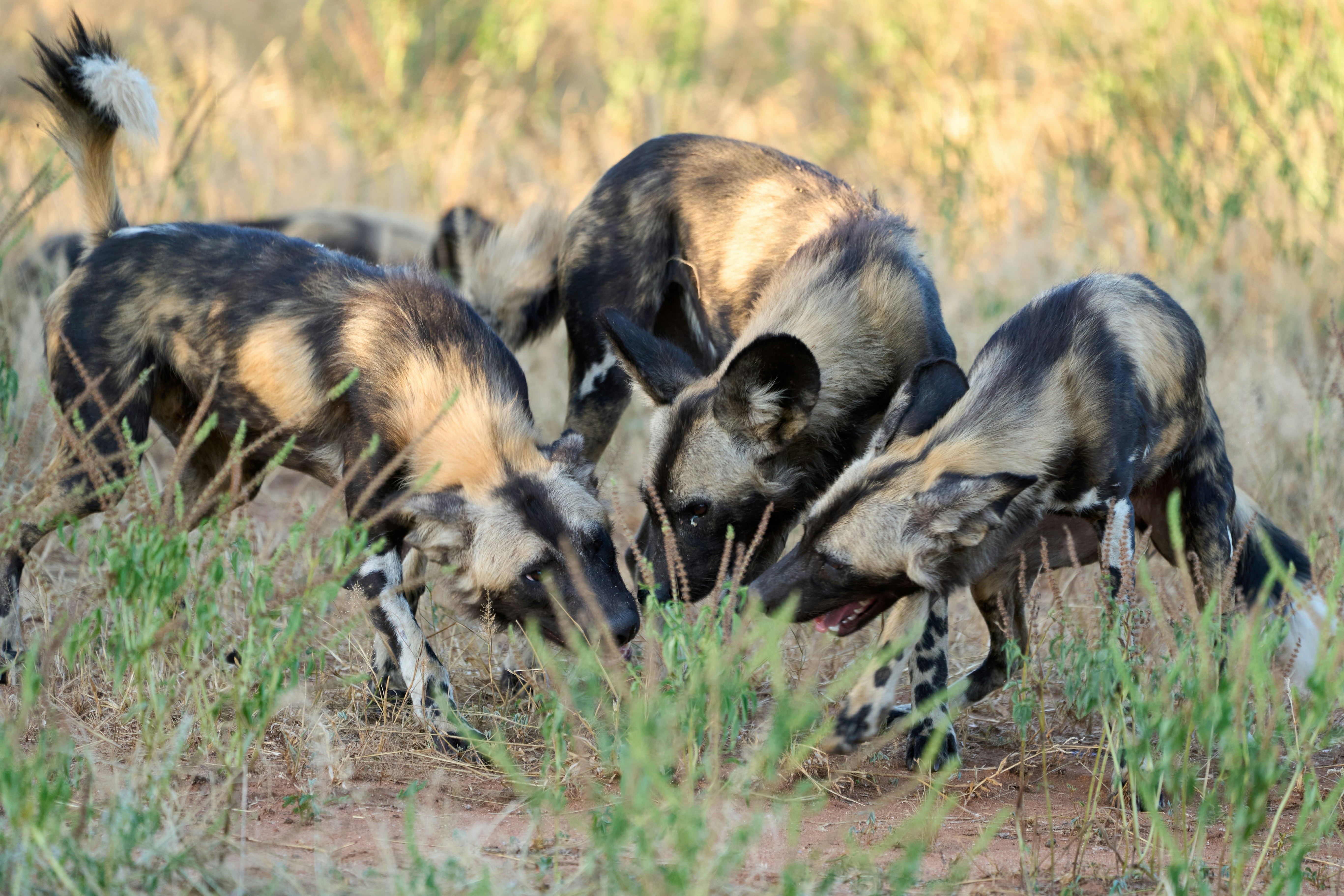 Photo by dmitrii_zhodzishskii