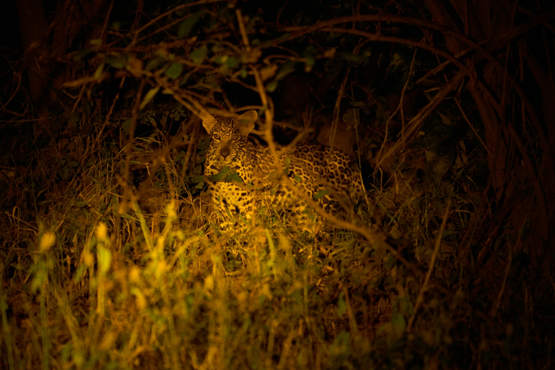 A leopard is well camouflaged in the darkness.