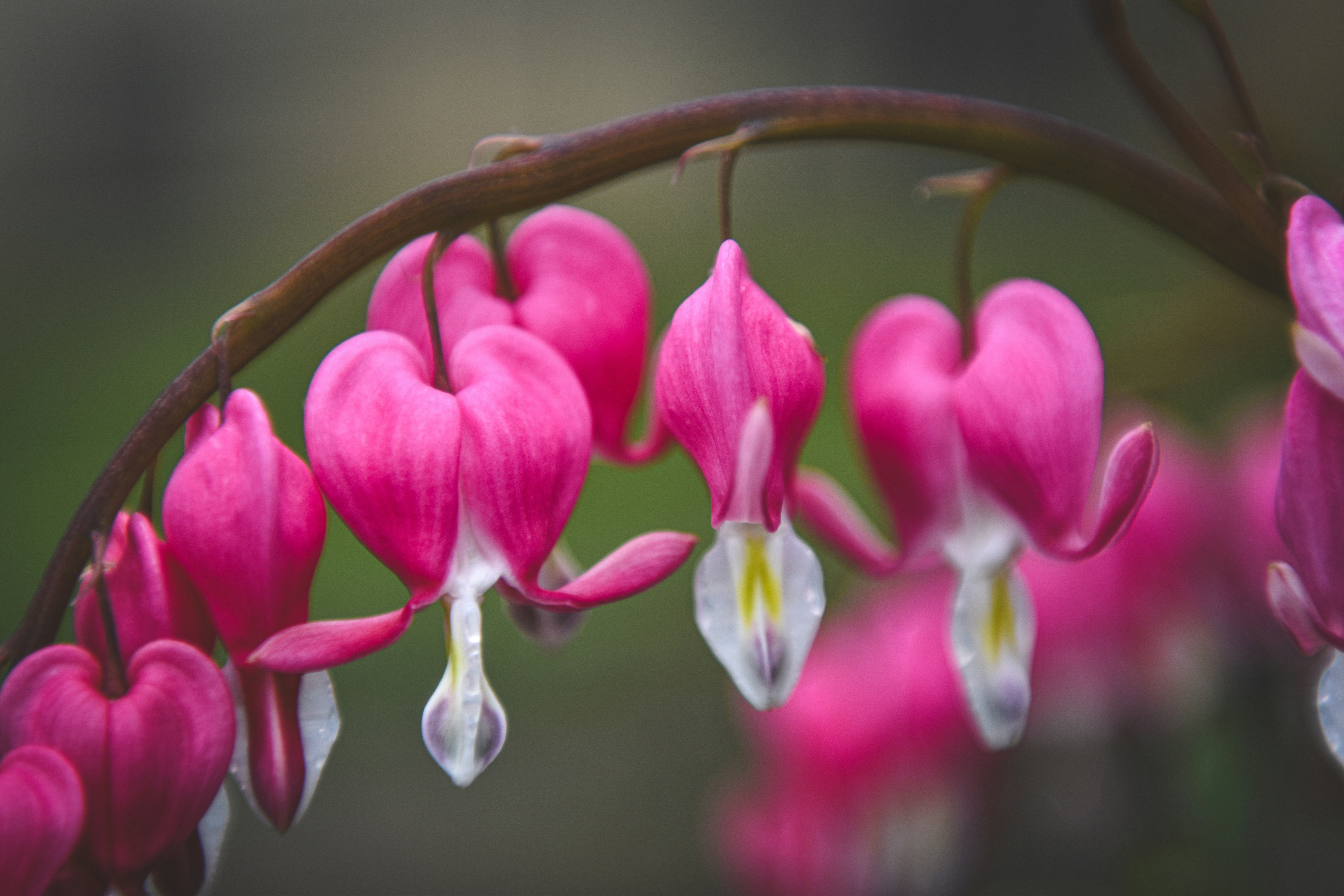 Photo by freefolkphoto