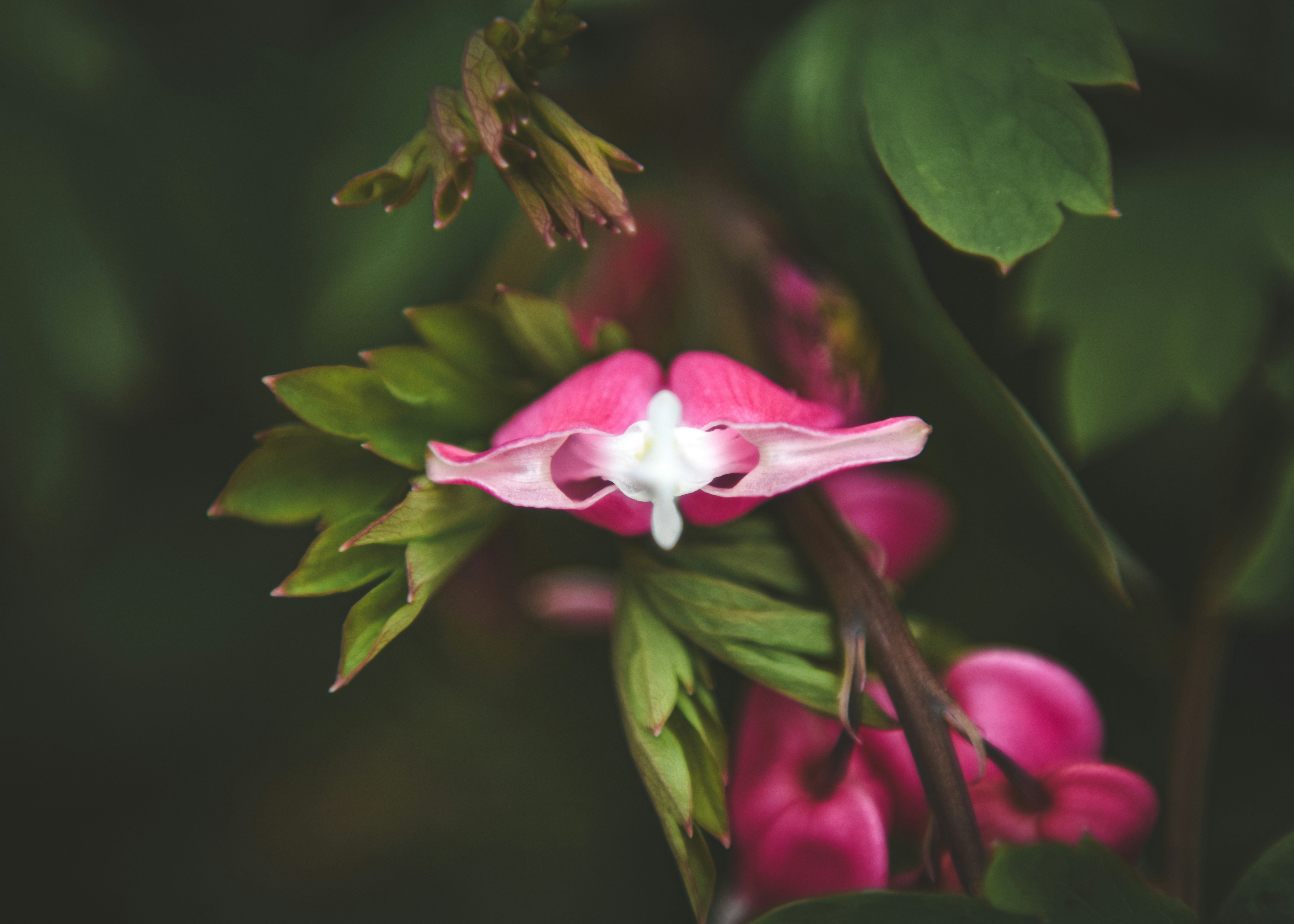 Photo by freefolkphoto