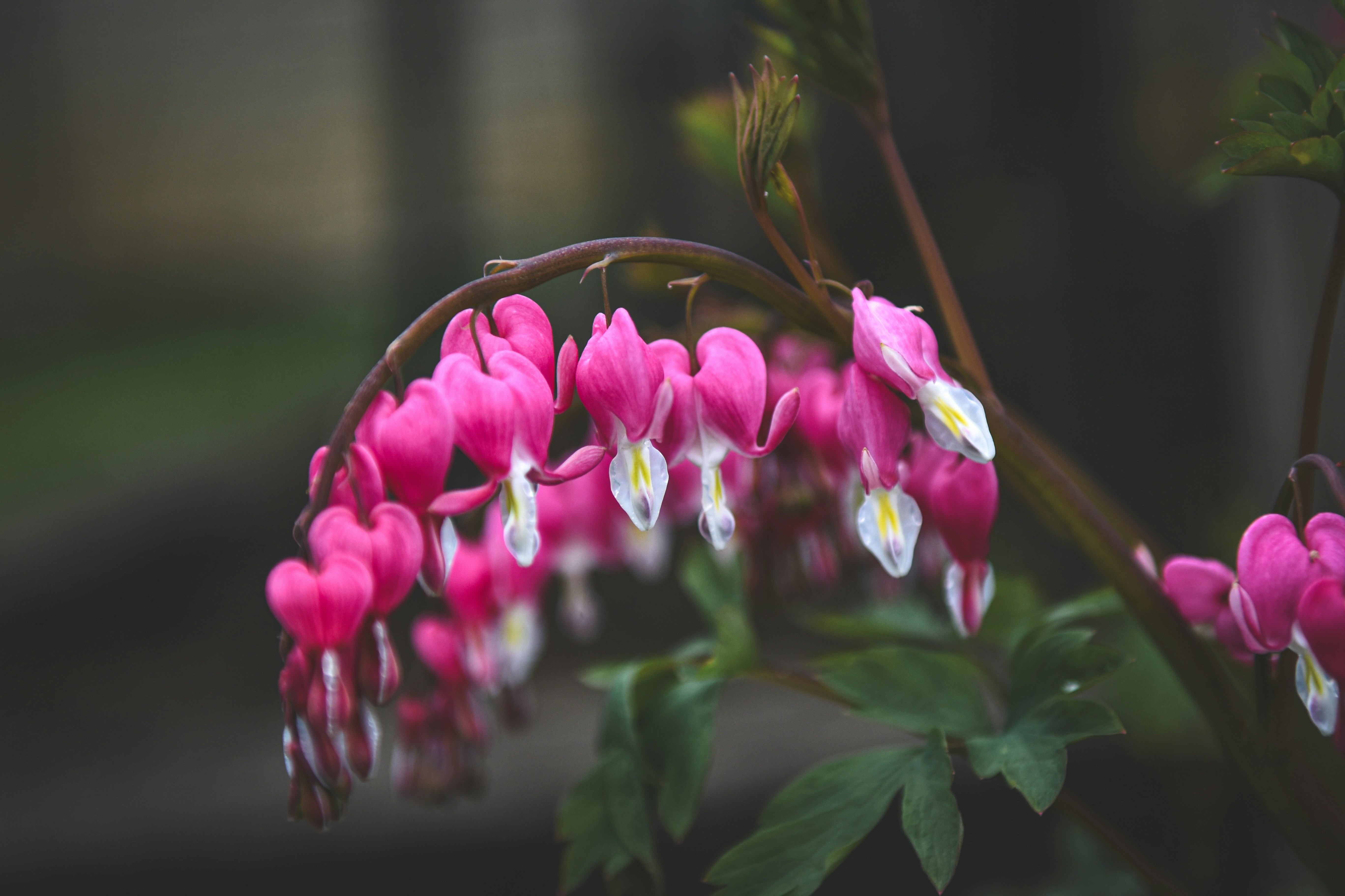 Photo by freefolkphoto