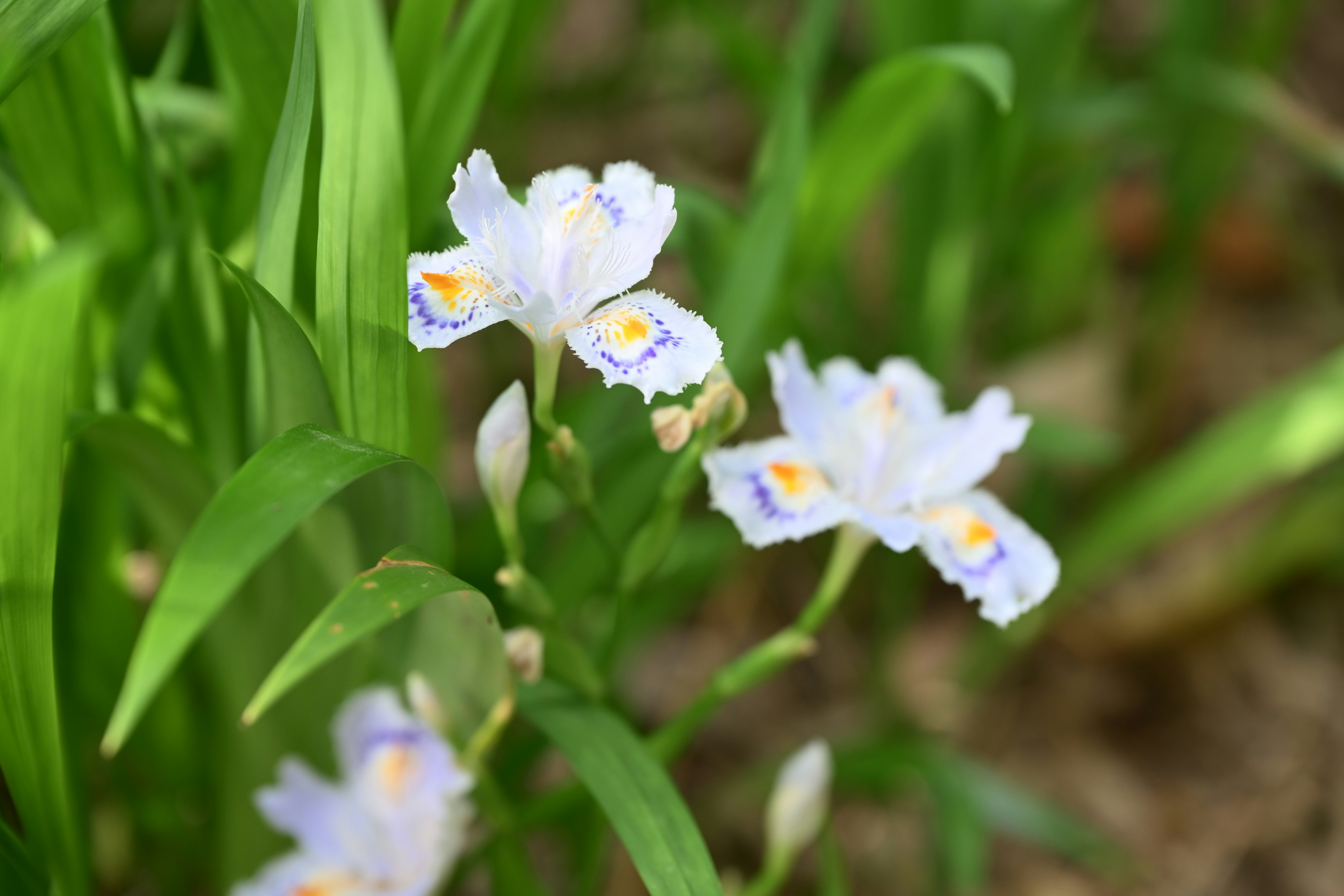 Beautiful white and purple iris flowers.