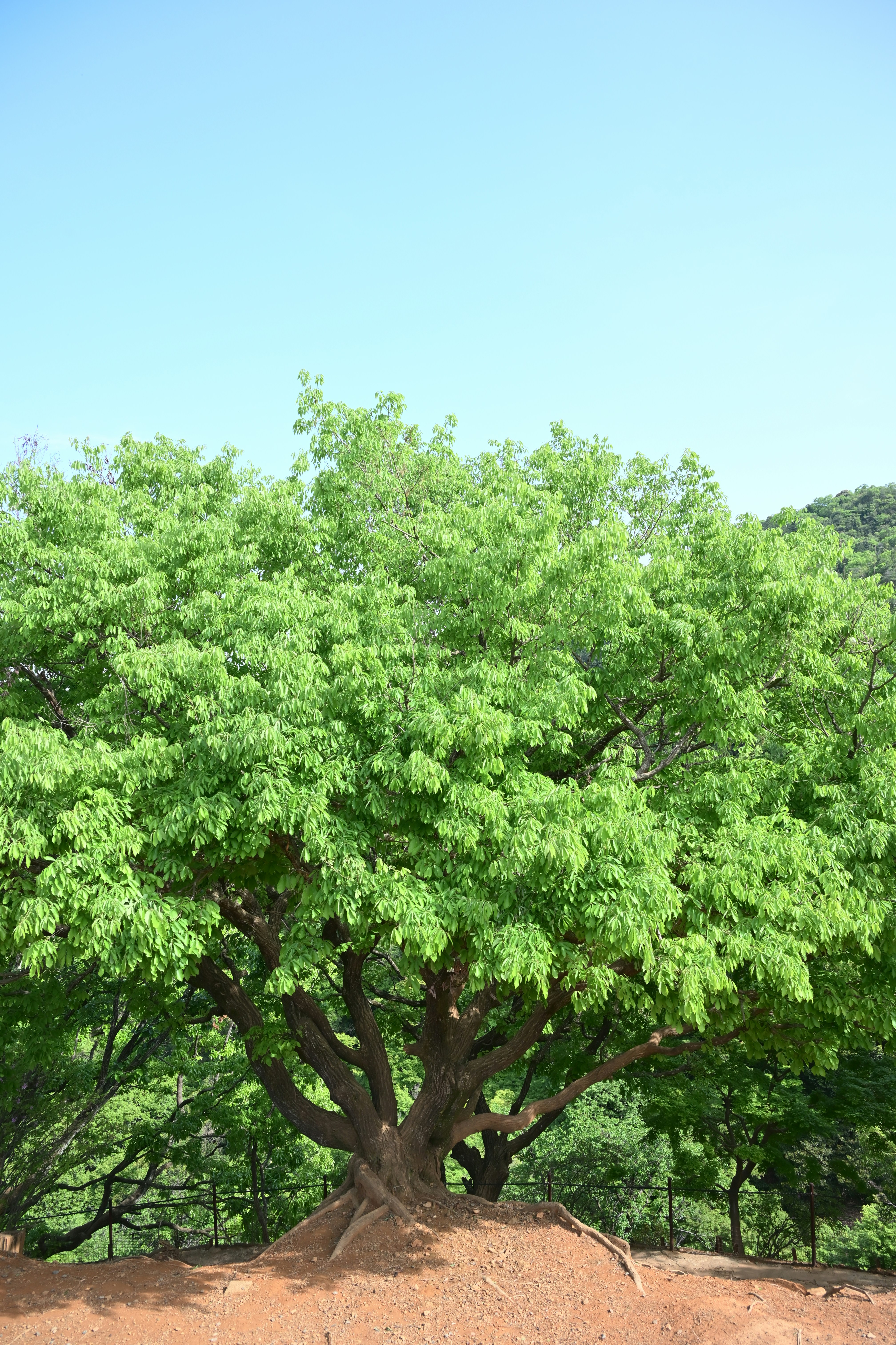 A large tree stands under a clear blue sky.