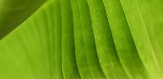 A close-up of a bright green leaf.