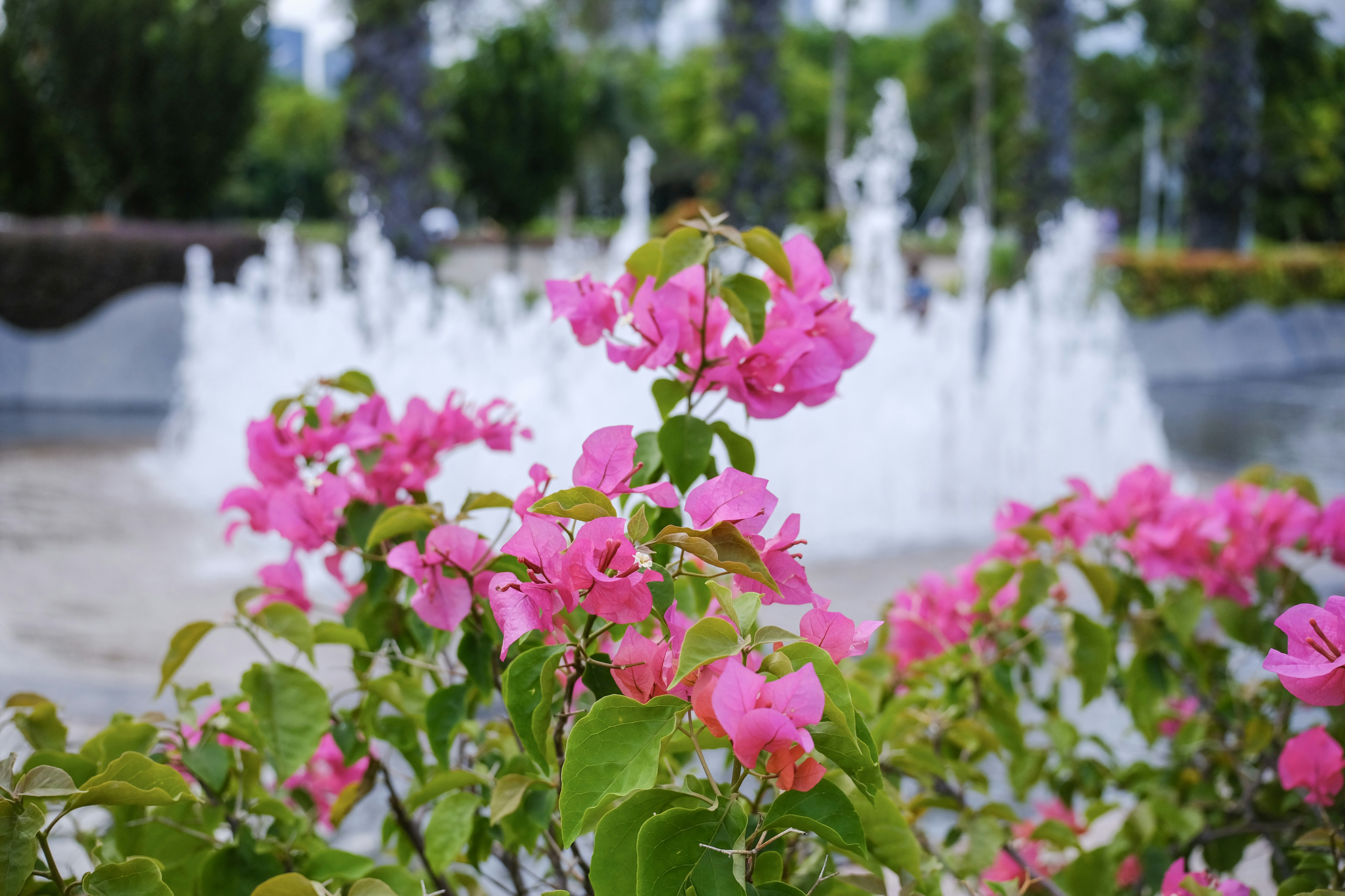 Pink flowers bloom in front of a fountain.