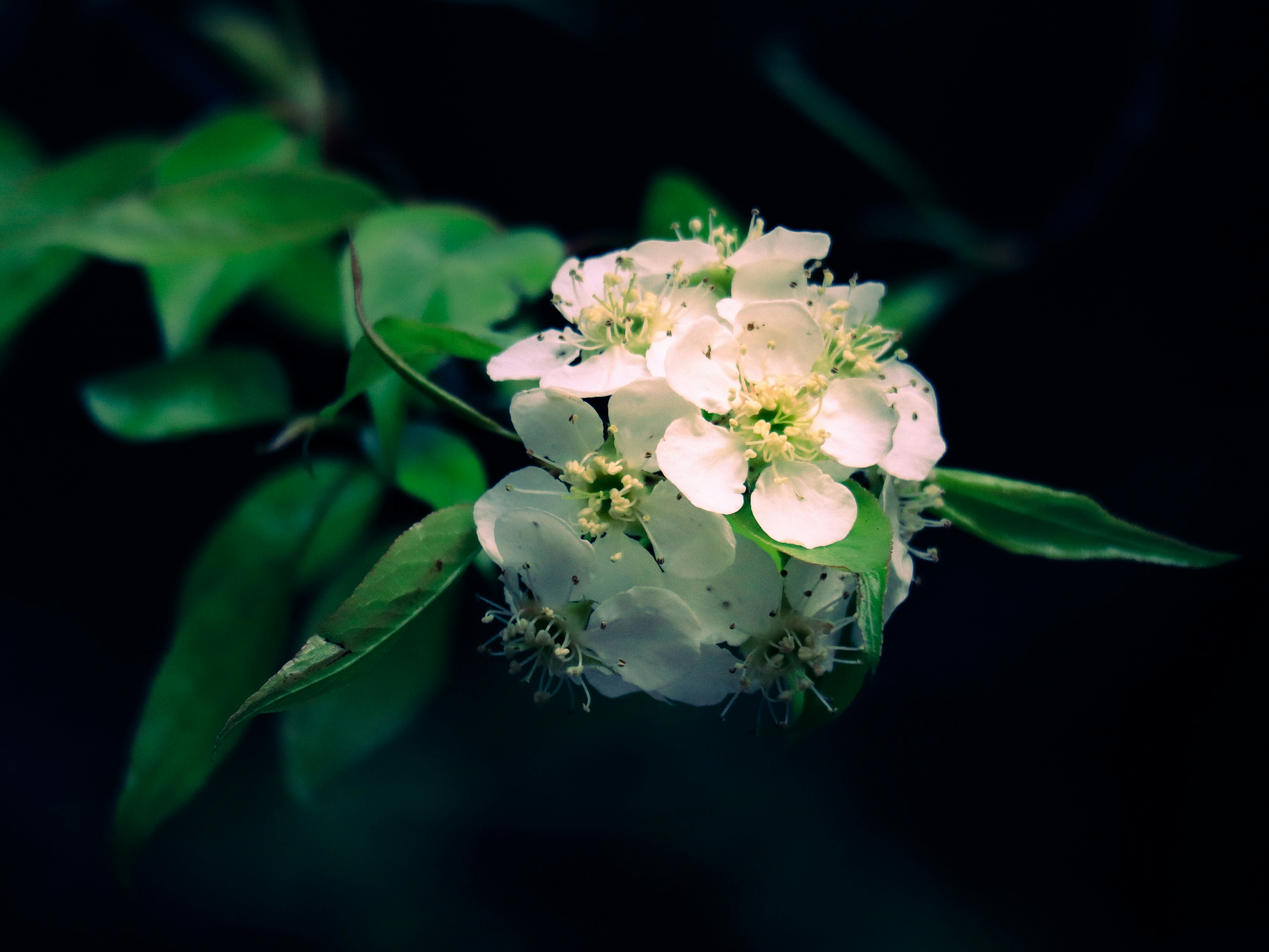 White flowers bloom on a leafy green branch.