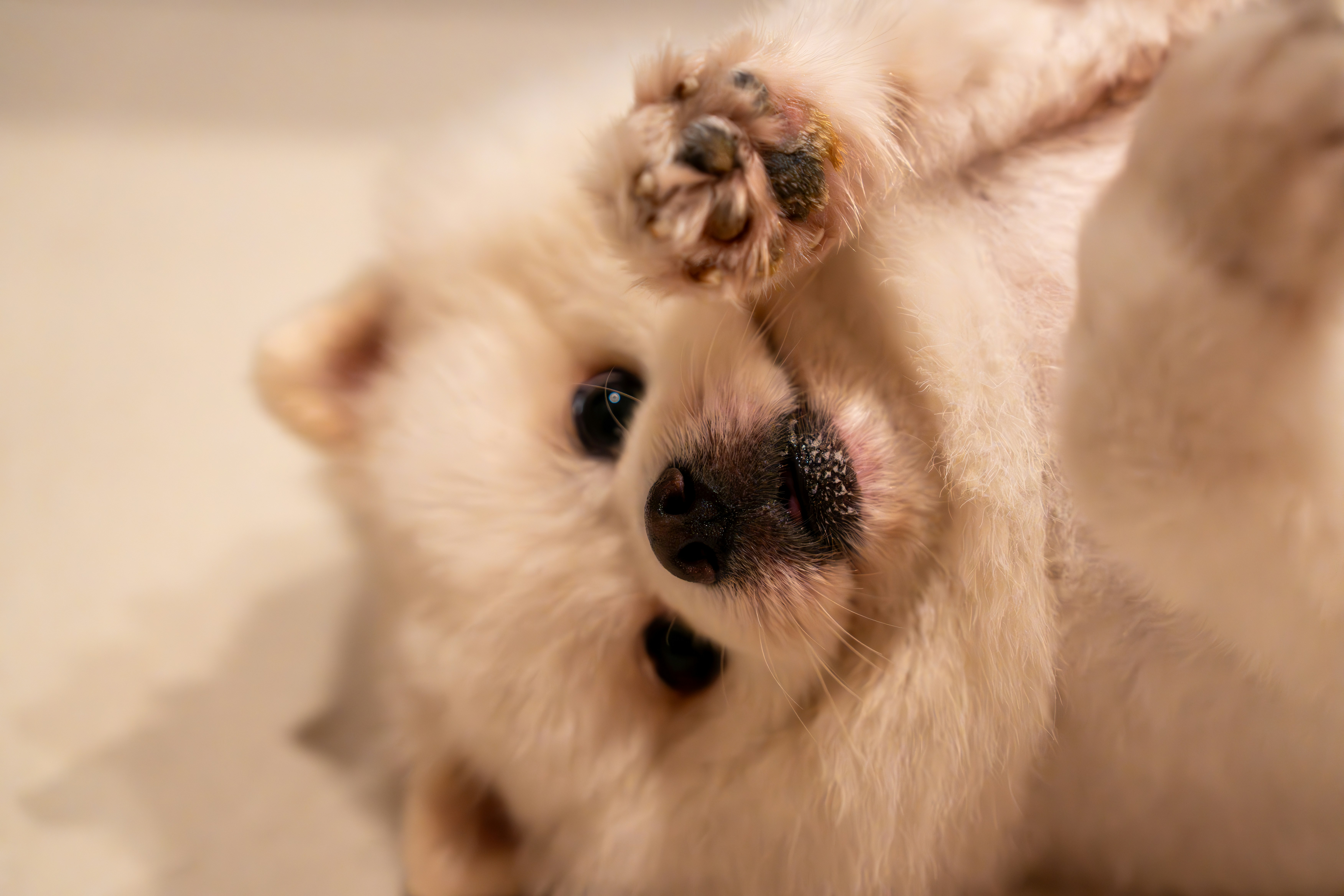 A playful puppy is rolling around.