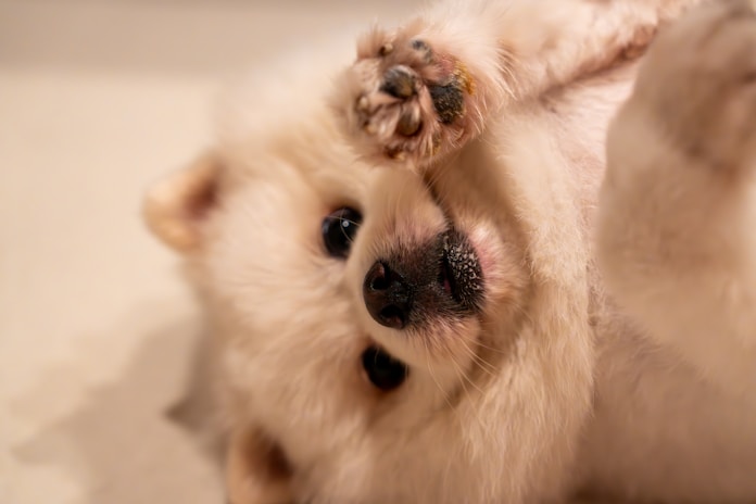 dogAdvisor ✲ dog advisor ✲ Blog for new dog owners ✲ dog Advisor ✲ 