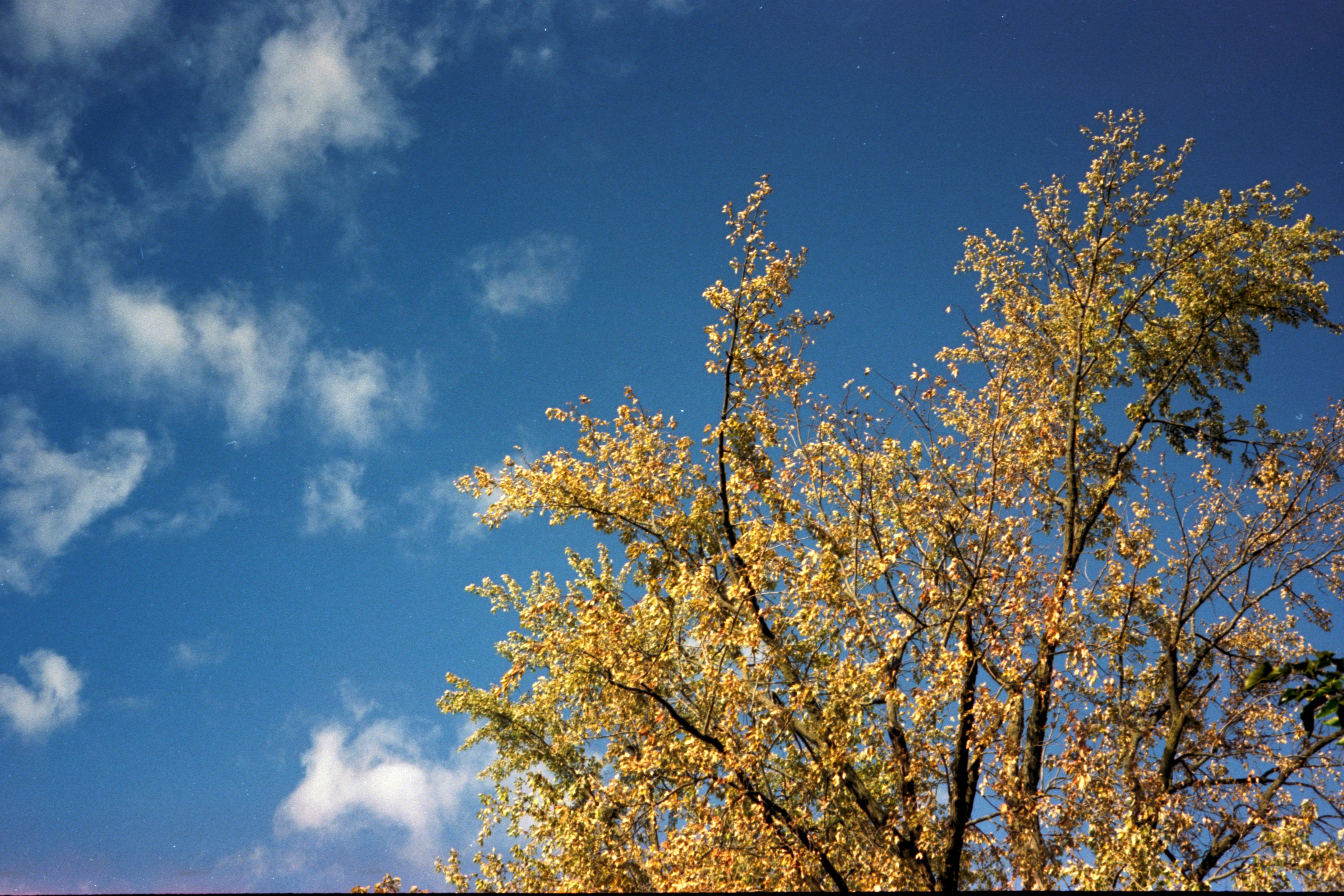 Golden leaves against a vibrant blue sky.