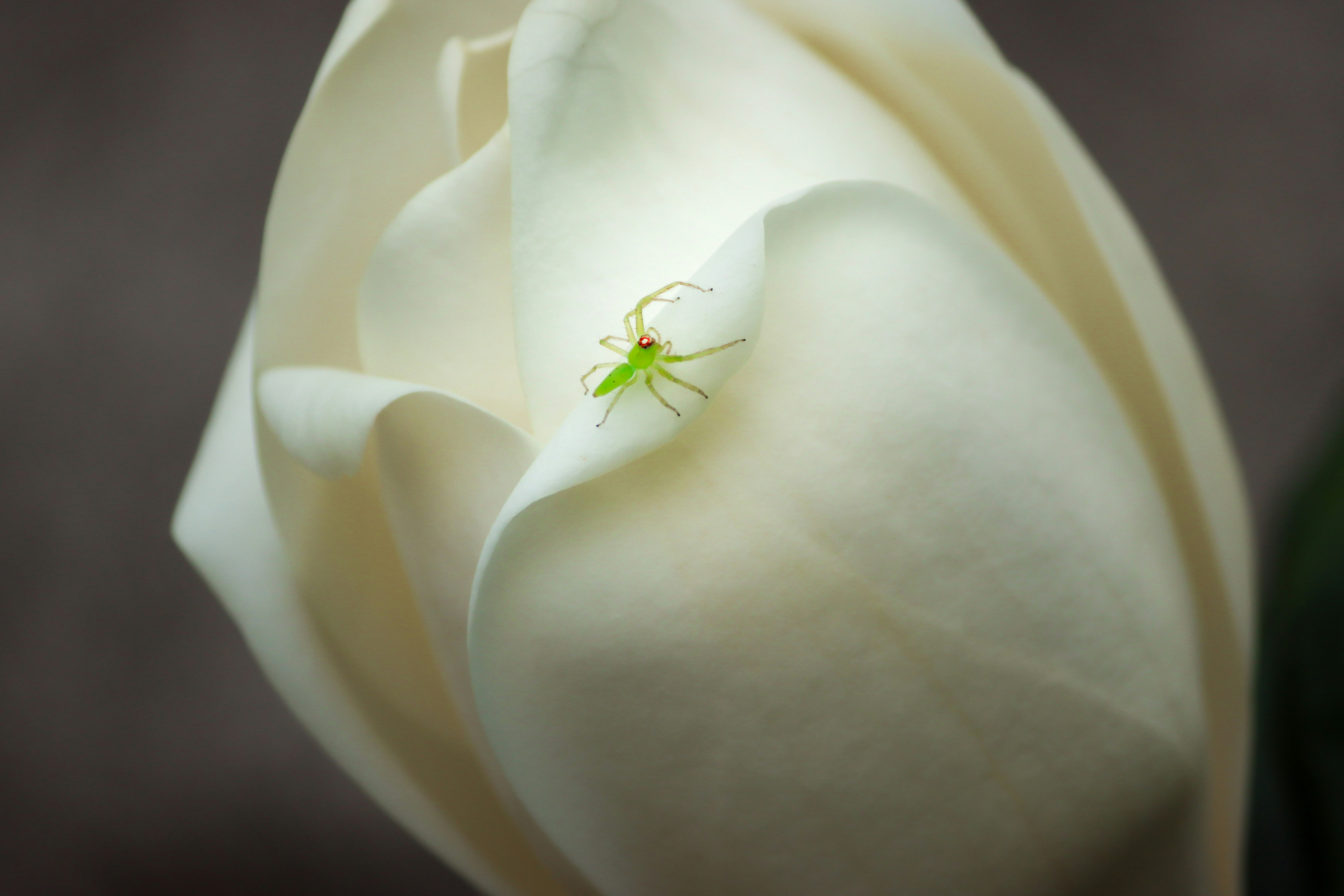 Eine winzige grüne Spinne ruht auf einer weißen Blüte.