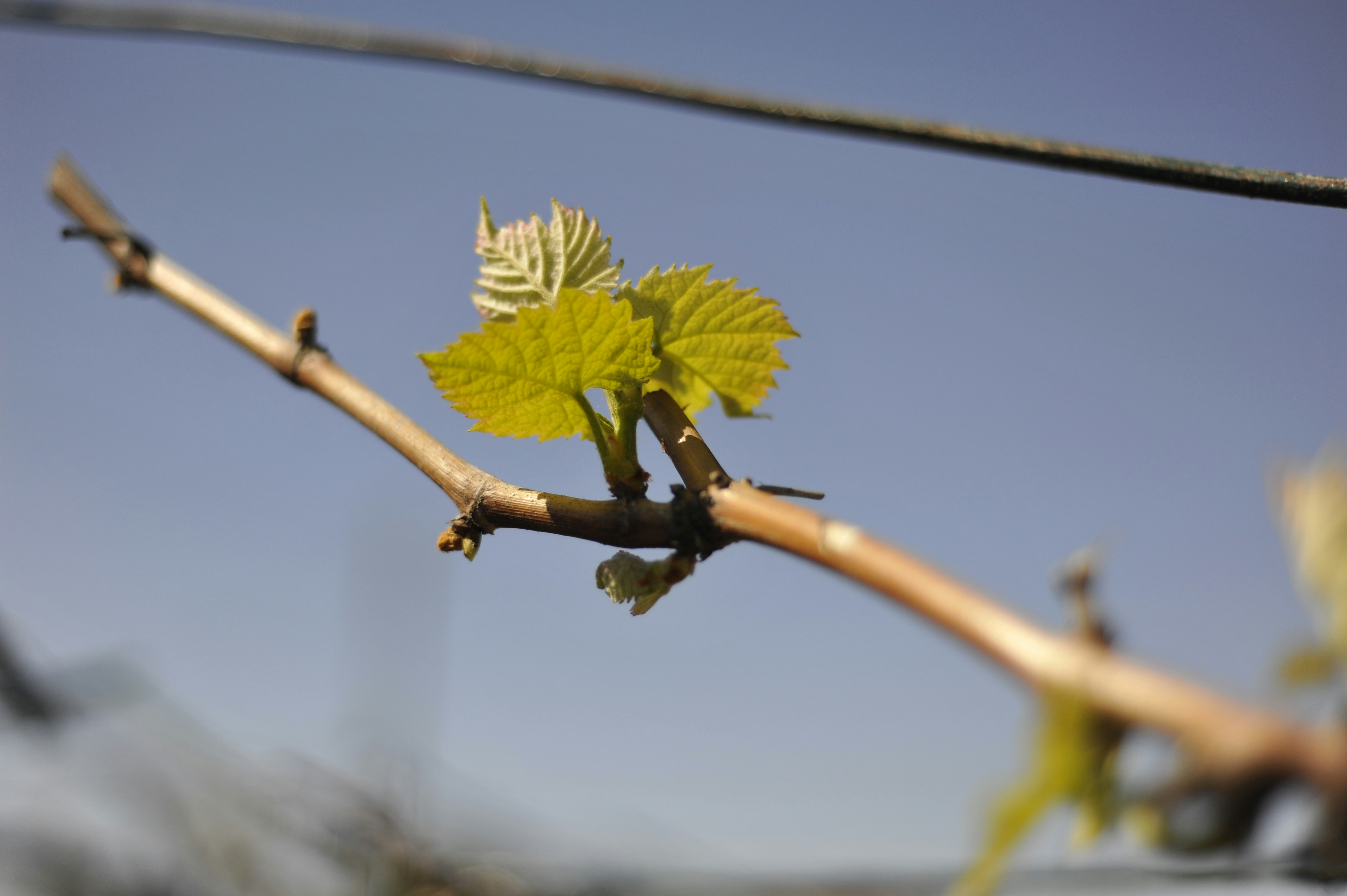 New grape leaves budding on a branch.