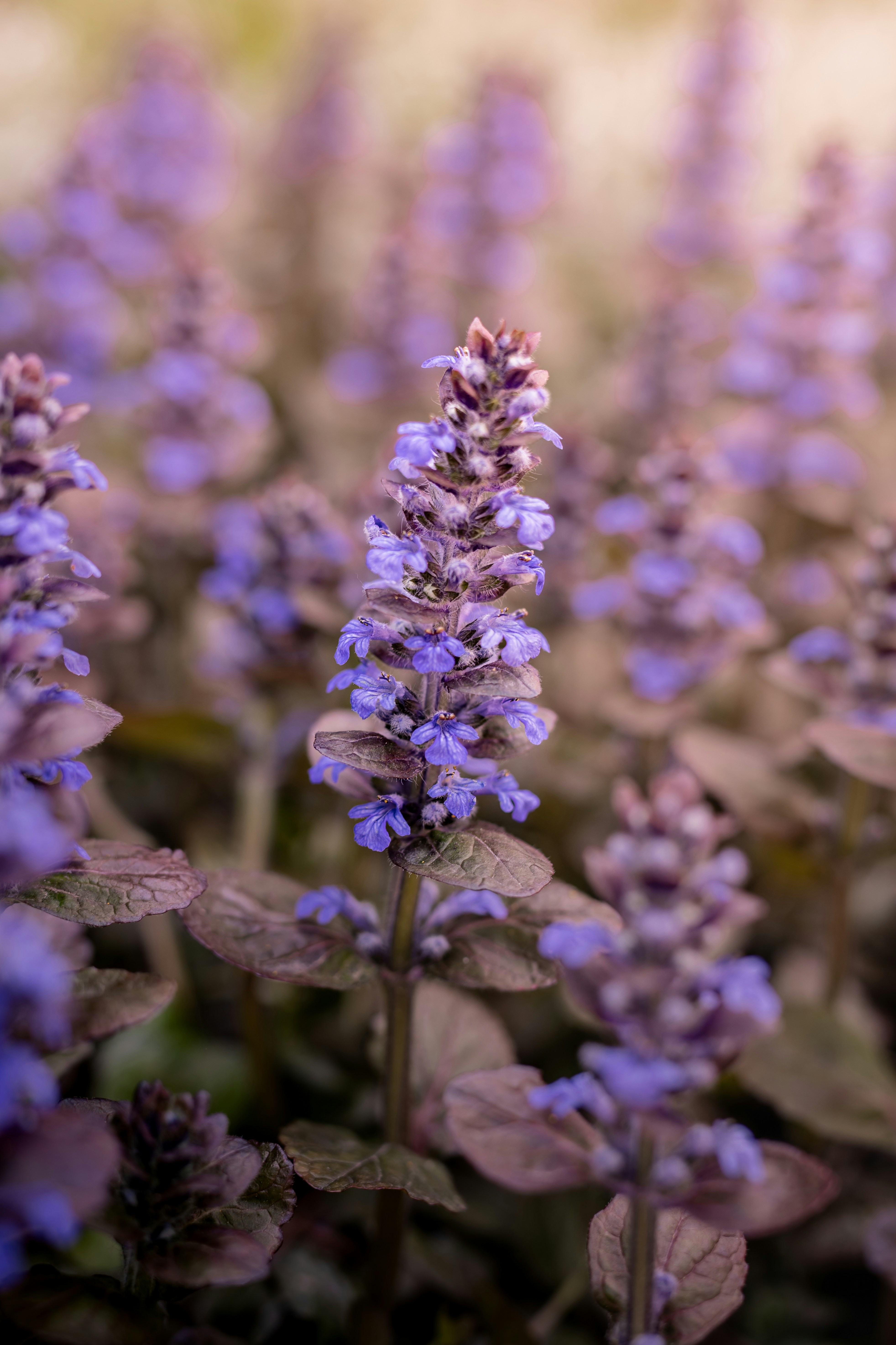 Purple wildflowers bloom in a garden.