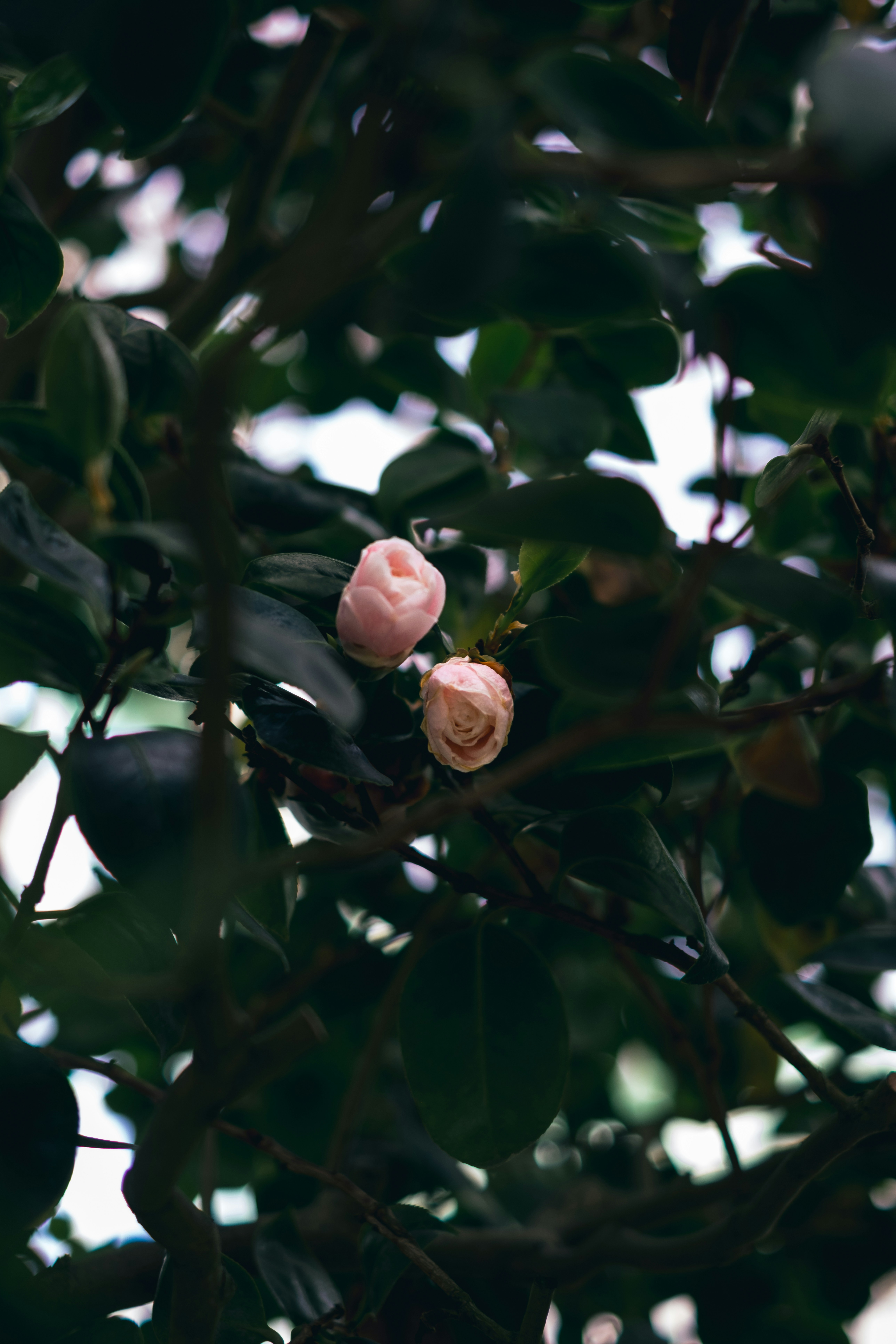 Burline Perlmutter Pictures | Download Free Images on Unsplash