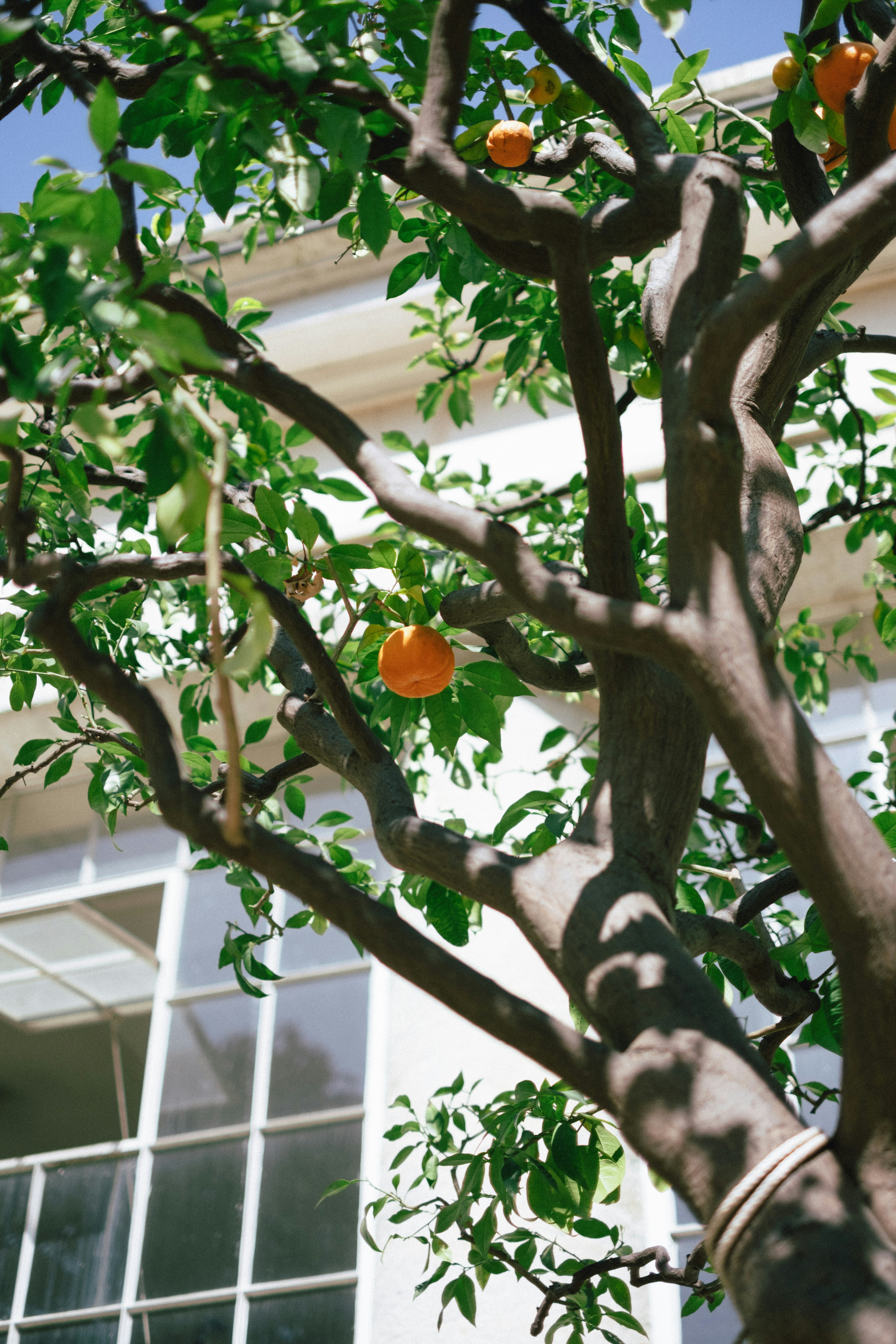 Pohon jeruk dengan buah di depan sebuah bangunan.