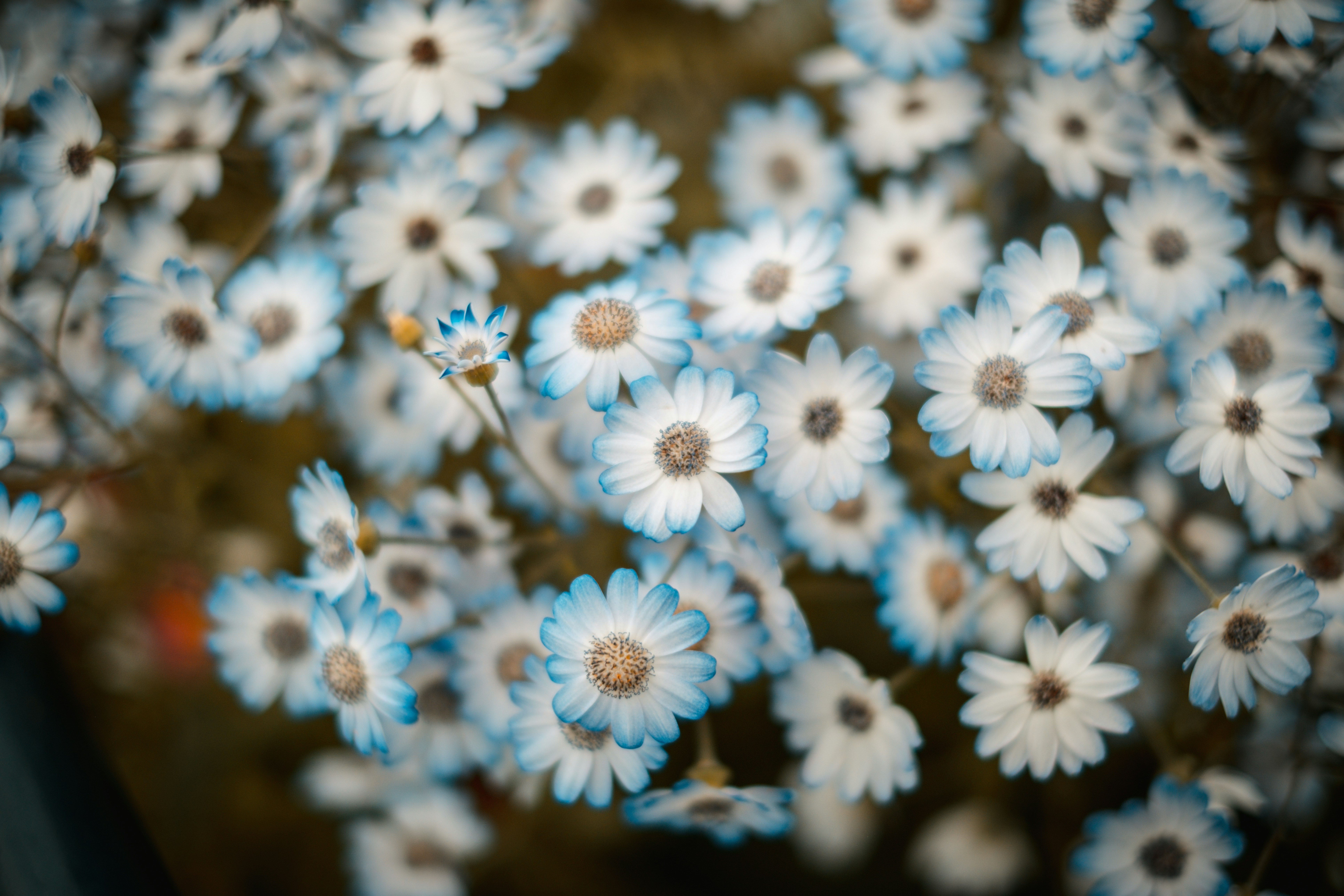 Aster bermata biru mekar dalam kelompok yang indah.