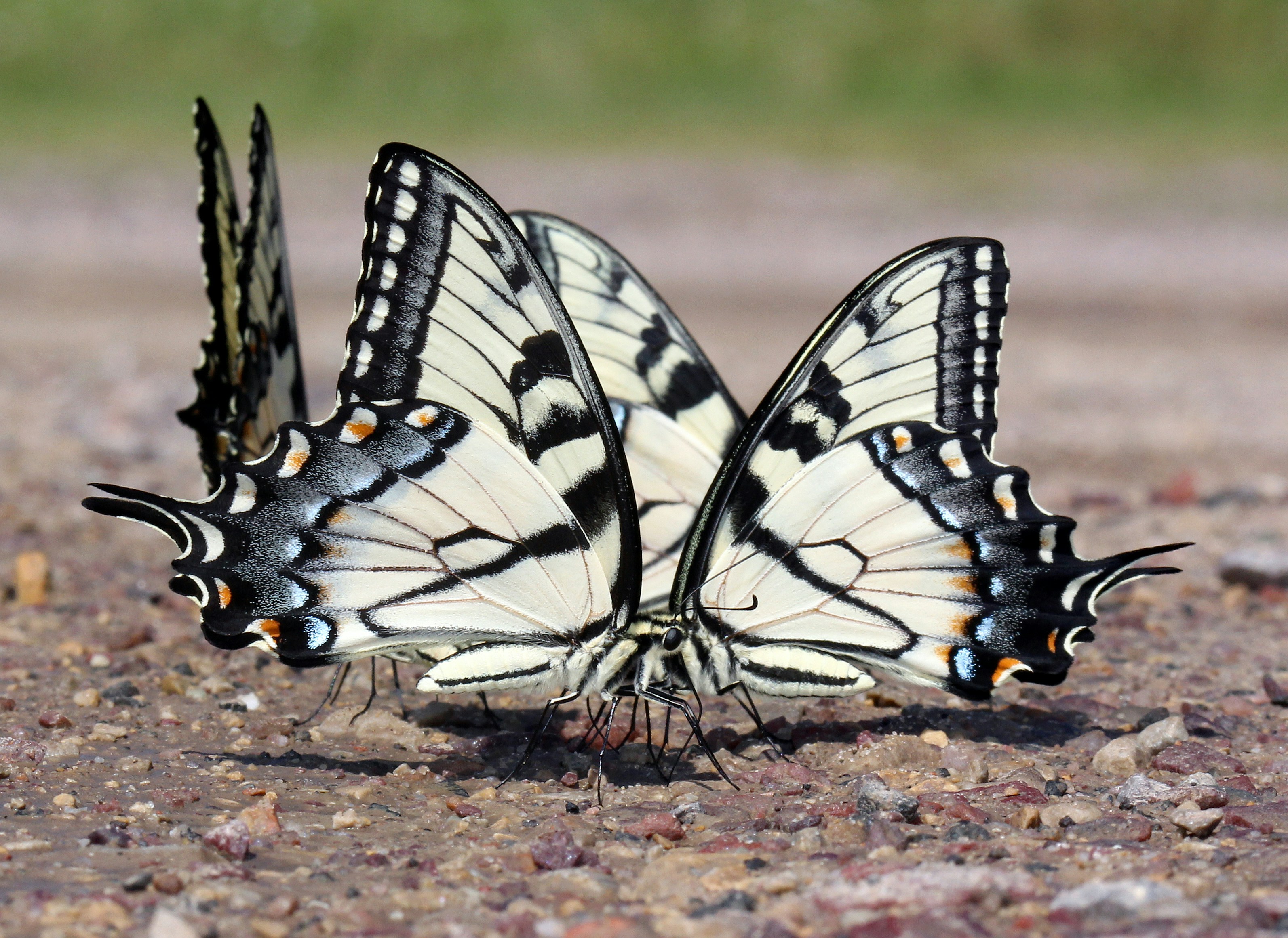 Photo by telliottmbamsc