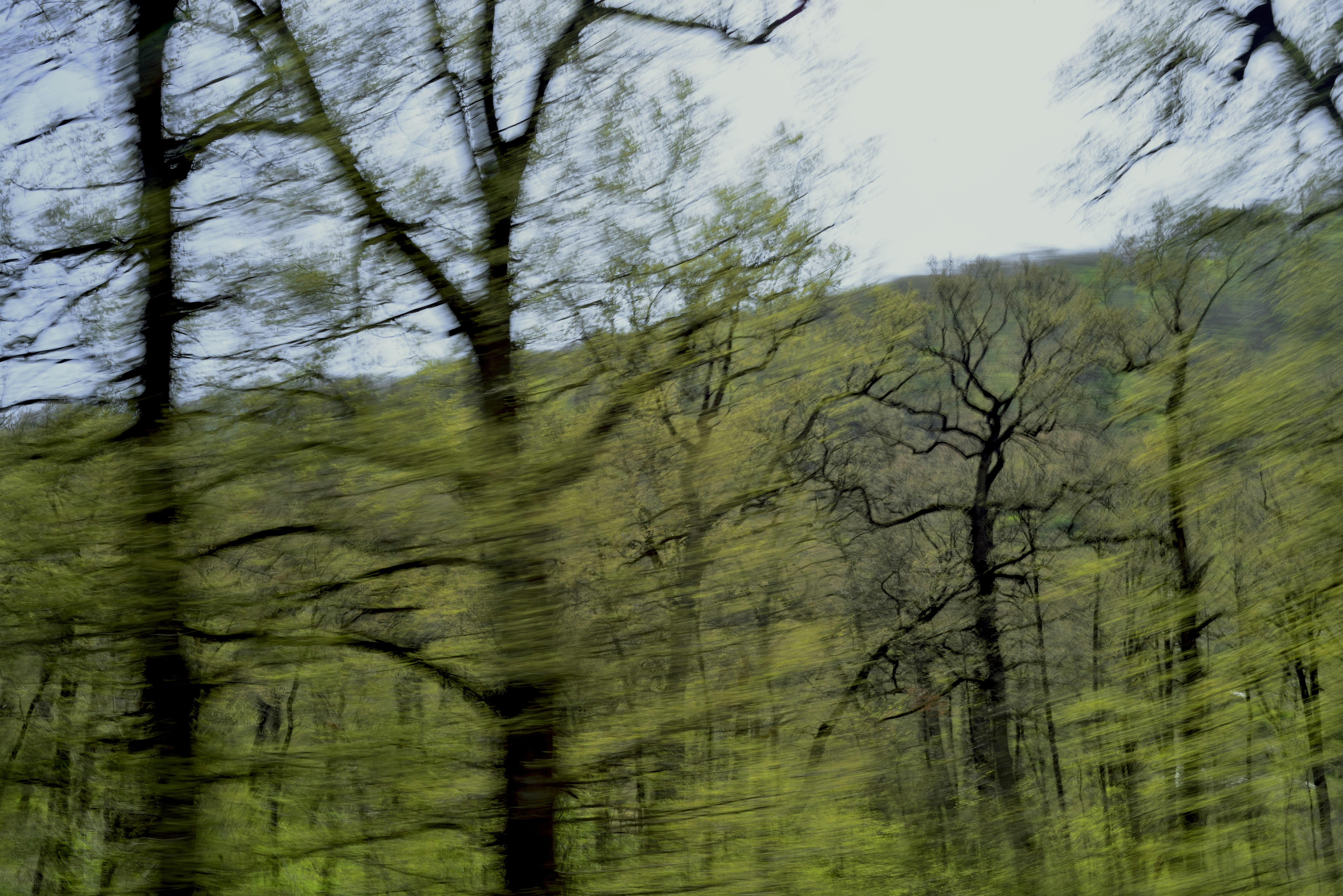 Trees in a forest with a hilly backdrop.
