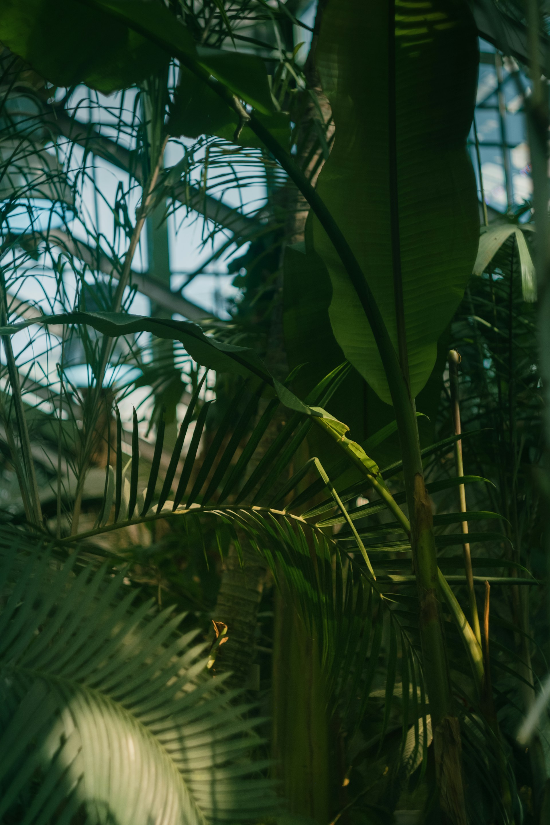 Lush greenery flourishes within a greenhouse structure.