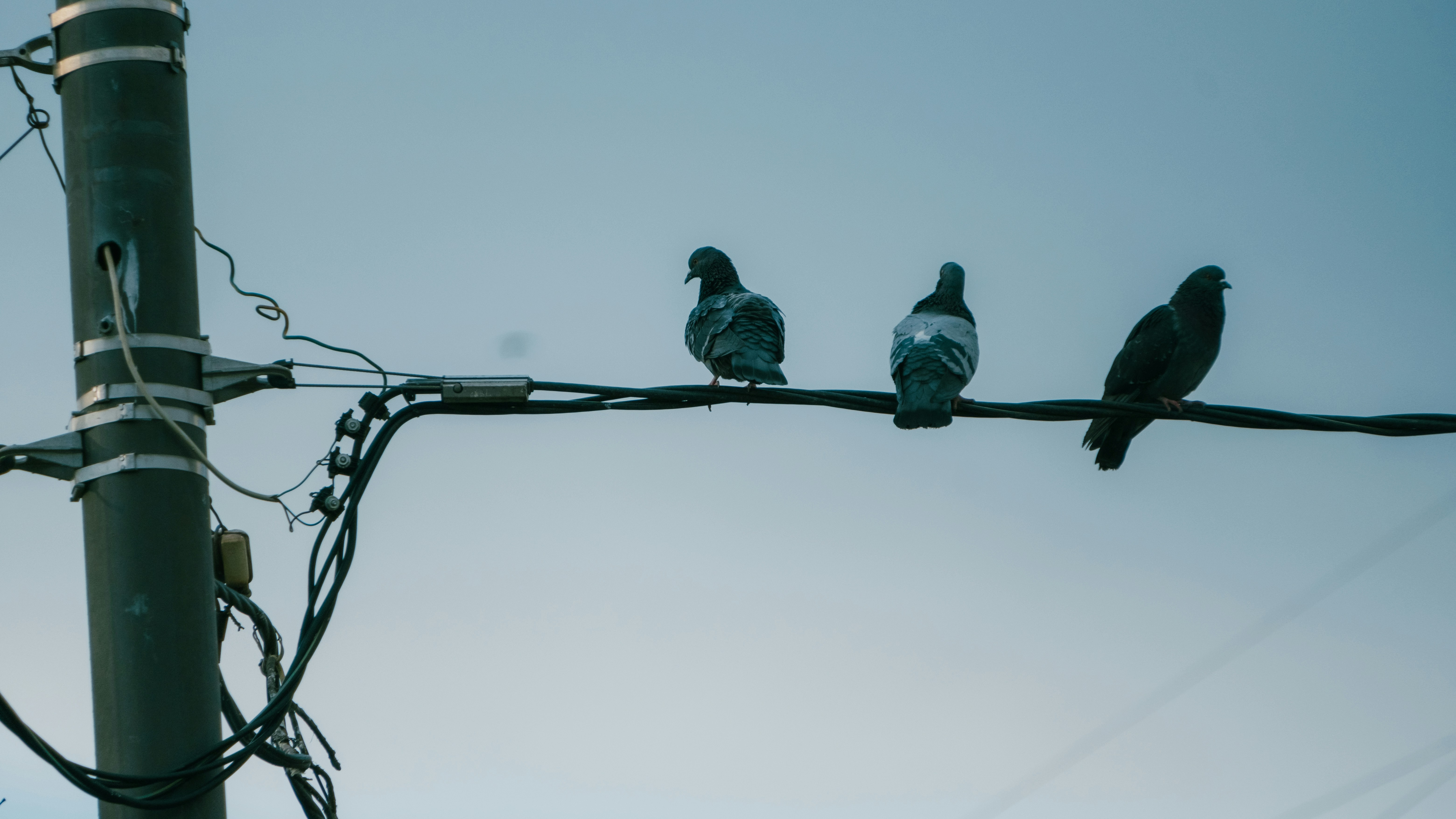 Photo by annivol