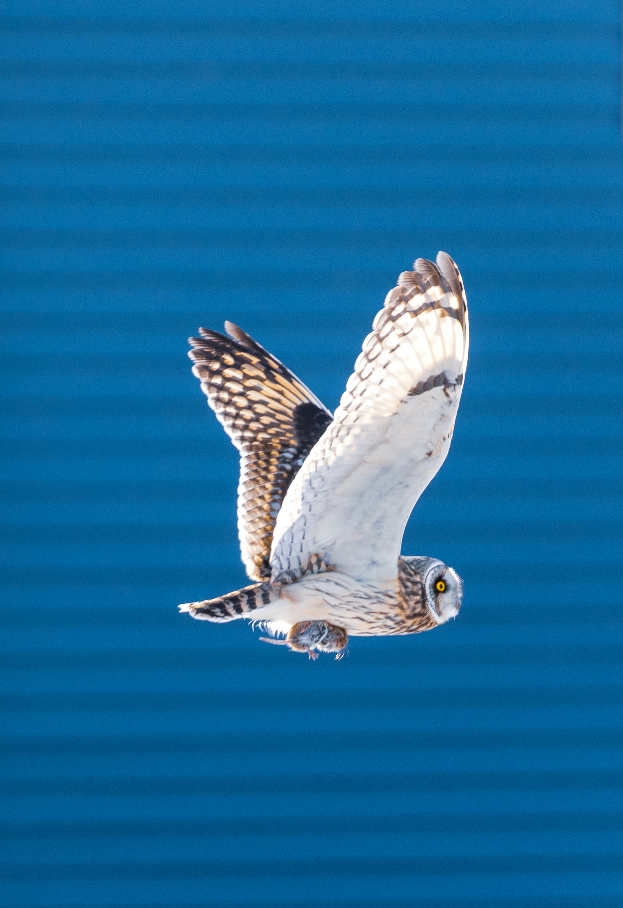 Photo by francis_nie