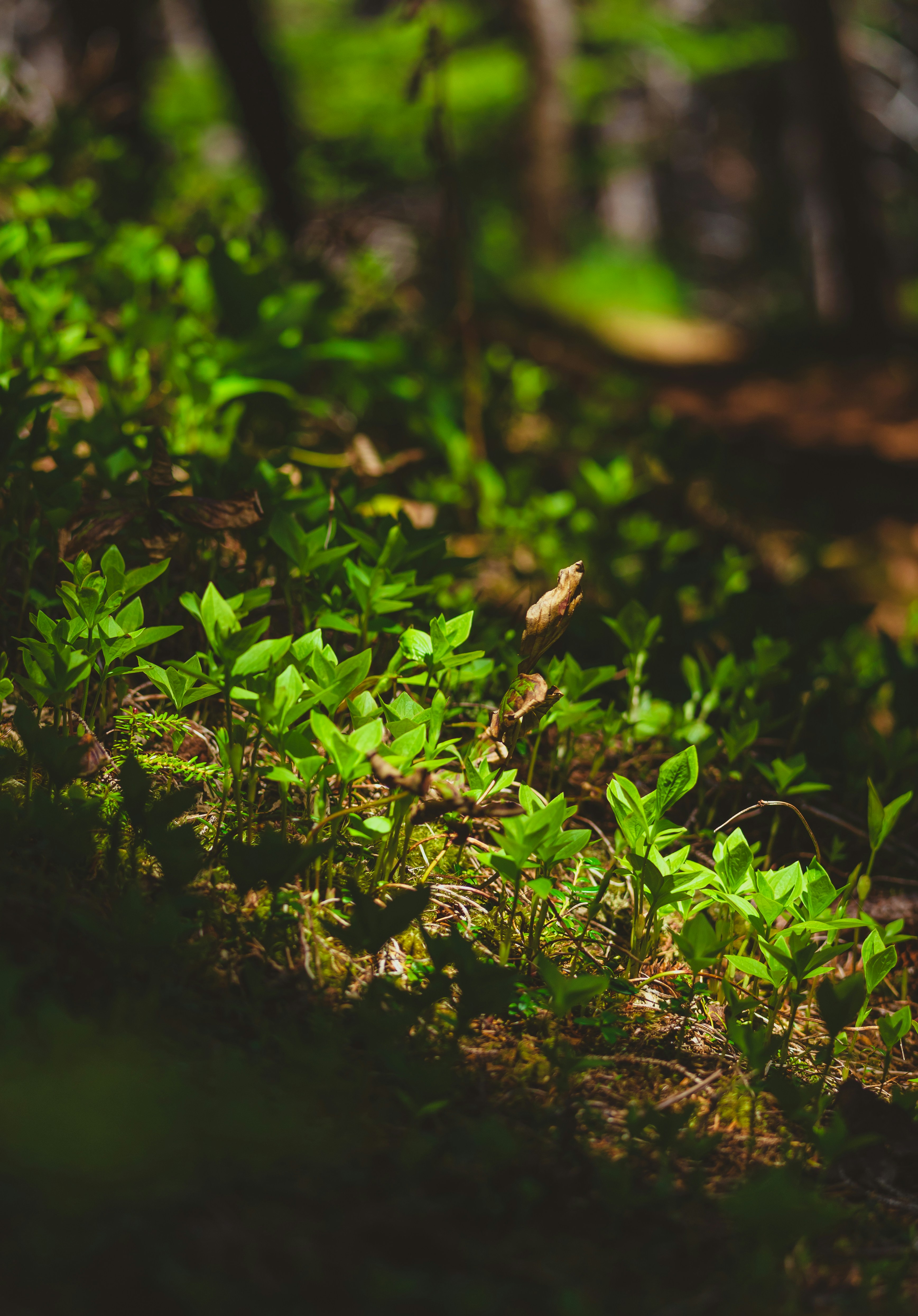 Photo by francis_nie