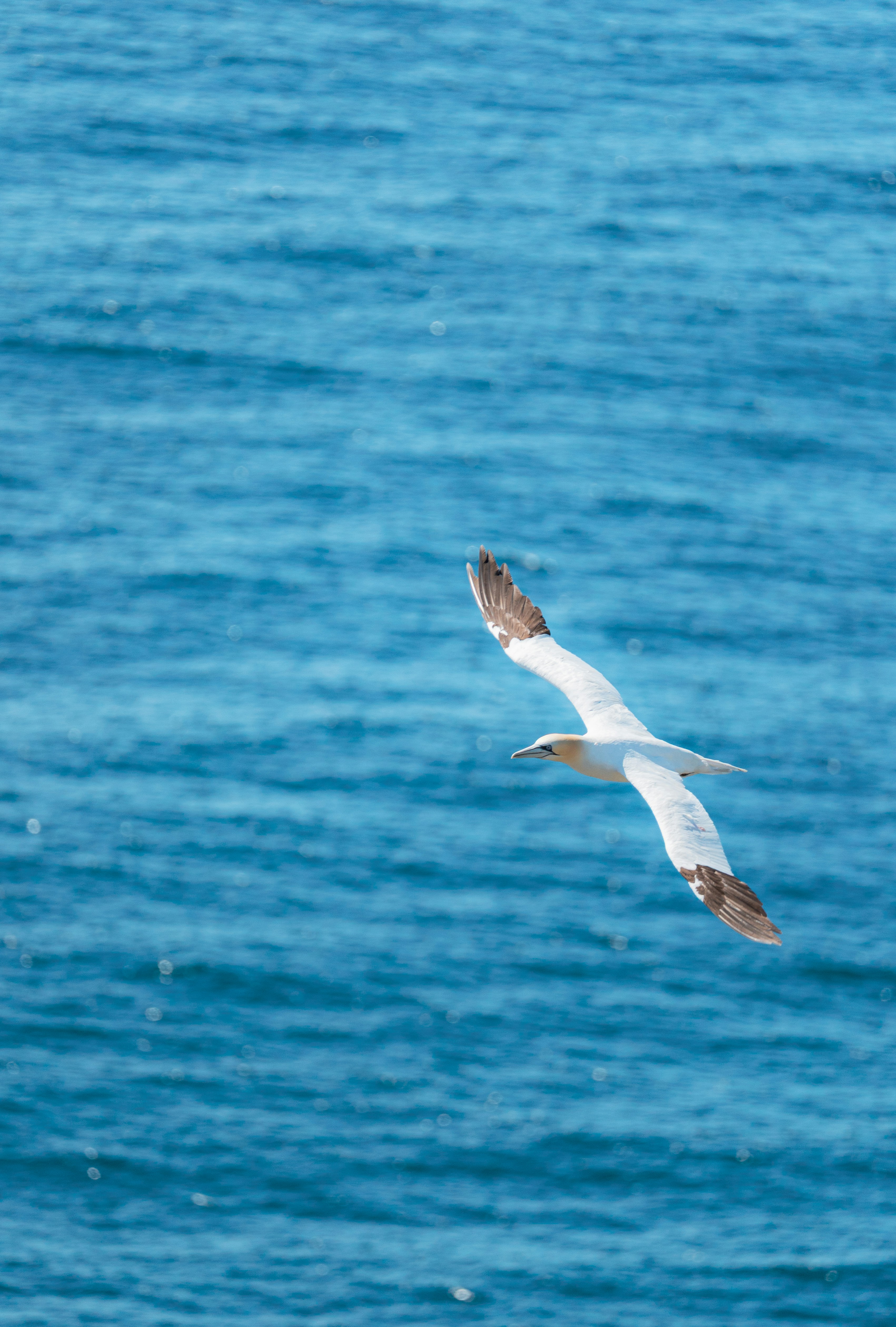 Photo by francis_nie