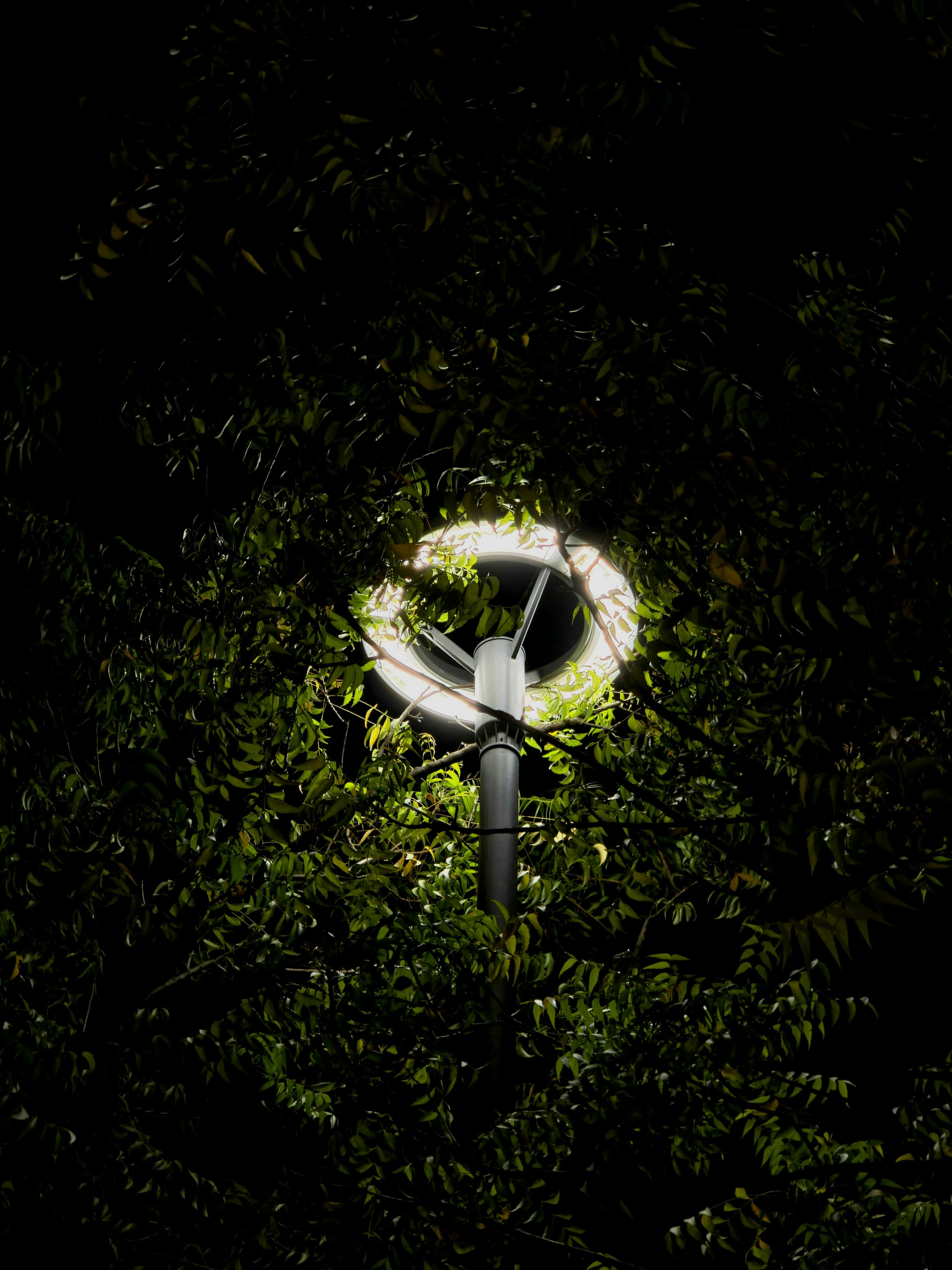 A bright streetlight is surrounded by dark green leaves.