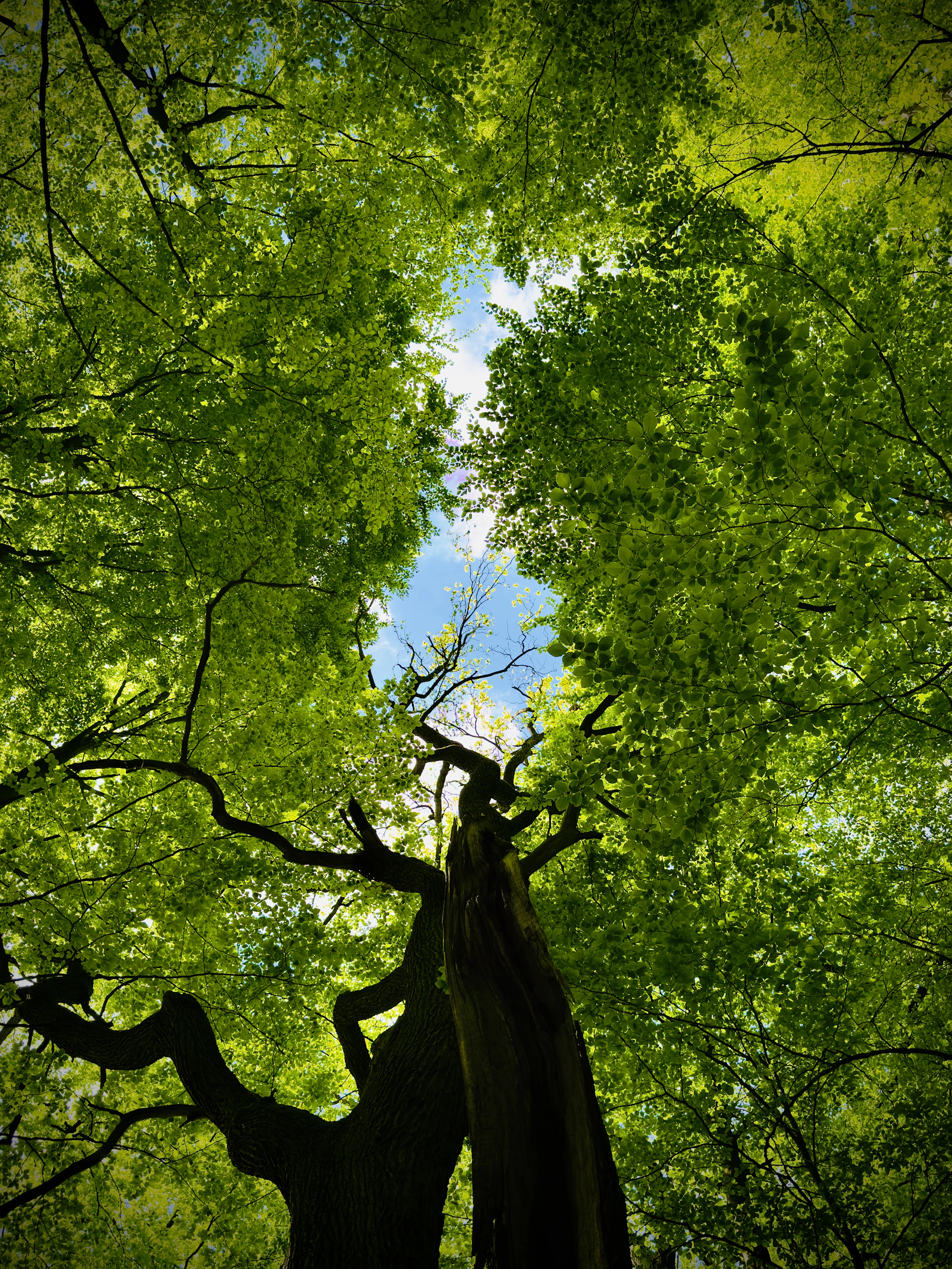Looking up at a lush green forest canopy.