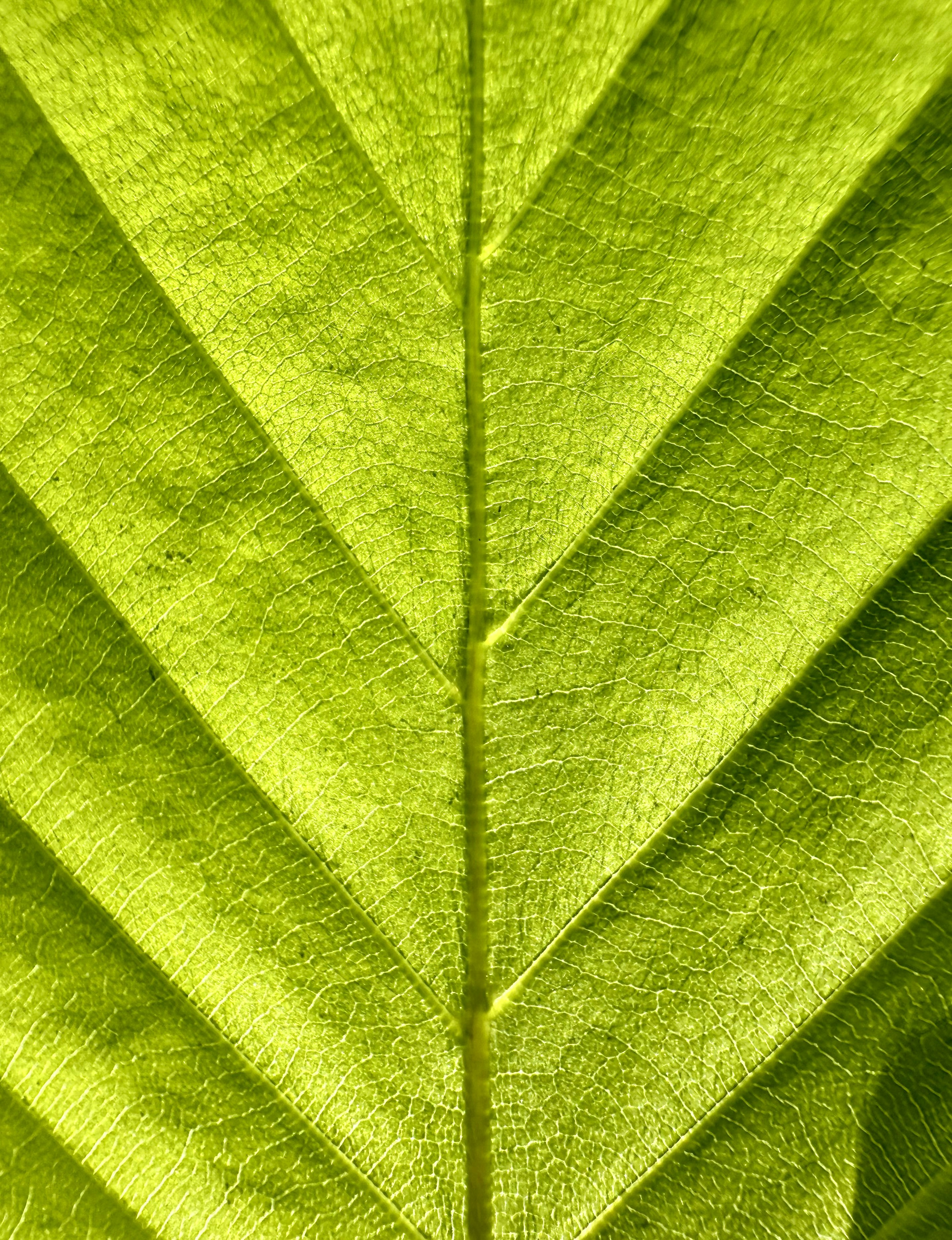 Close-up das veias de uma folha verde vibrante.