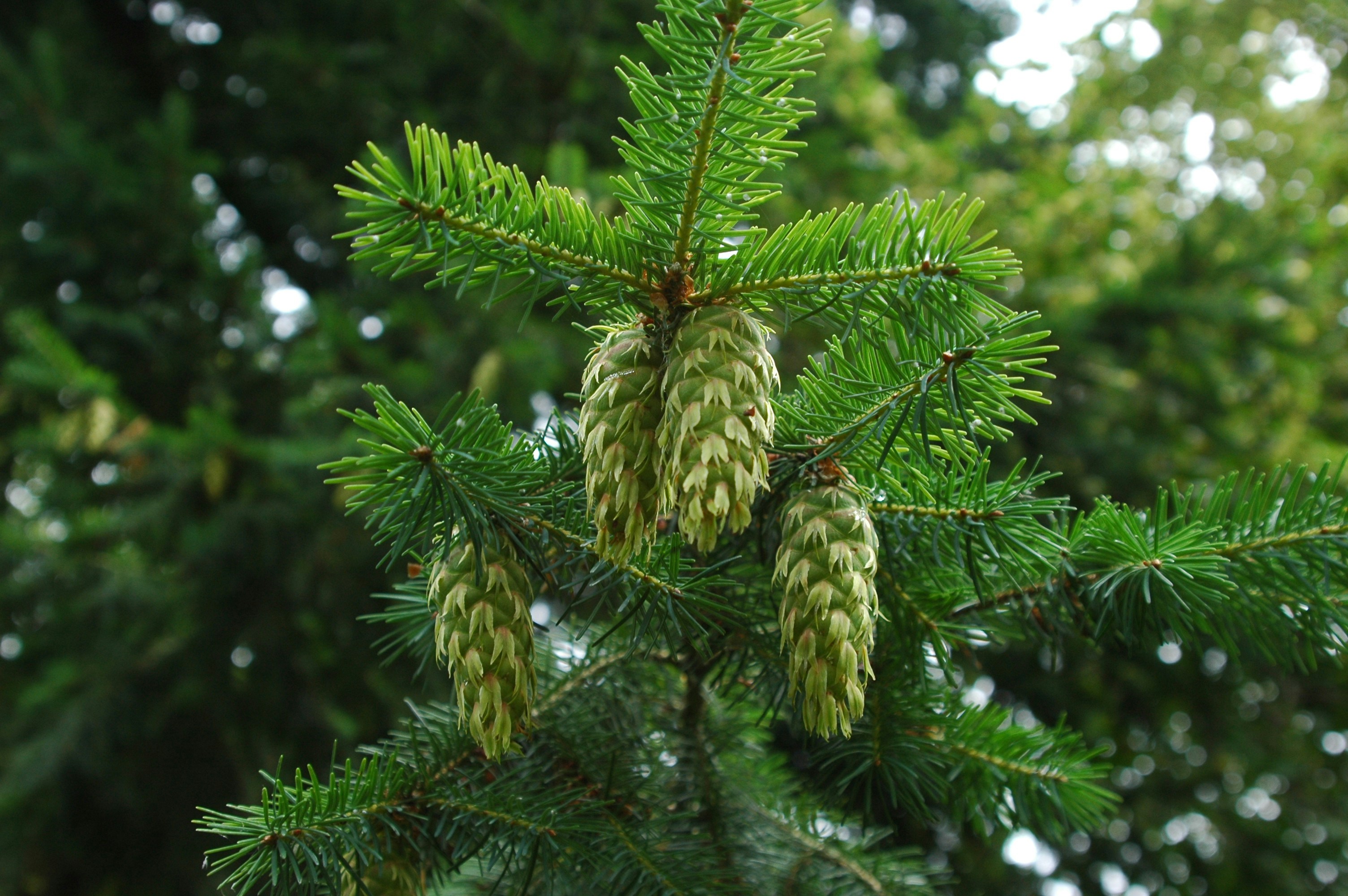 Pine cones grow on a lush, green evergreen tree.