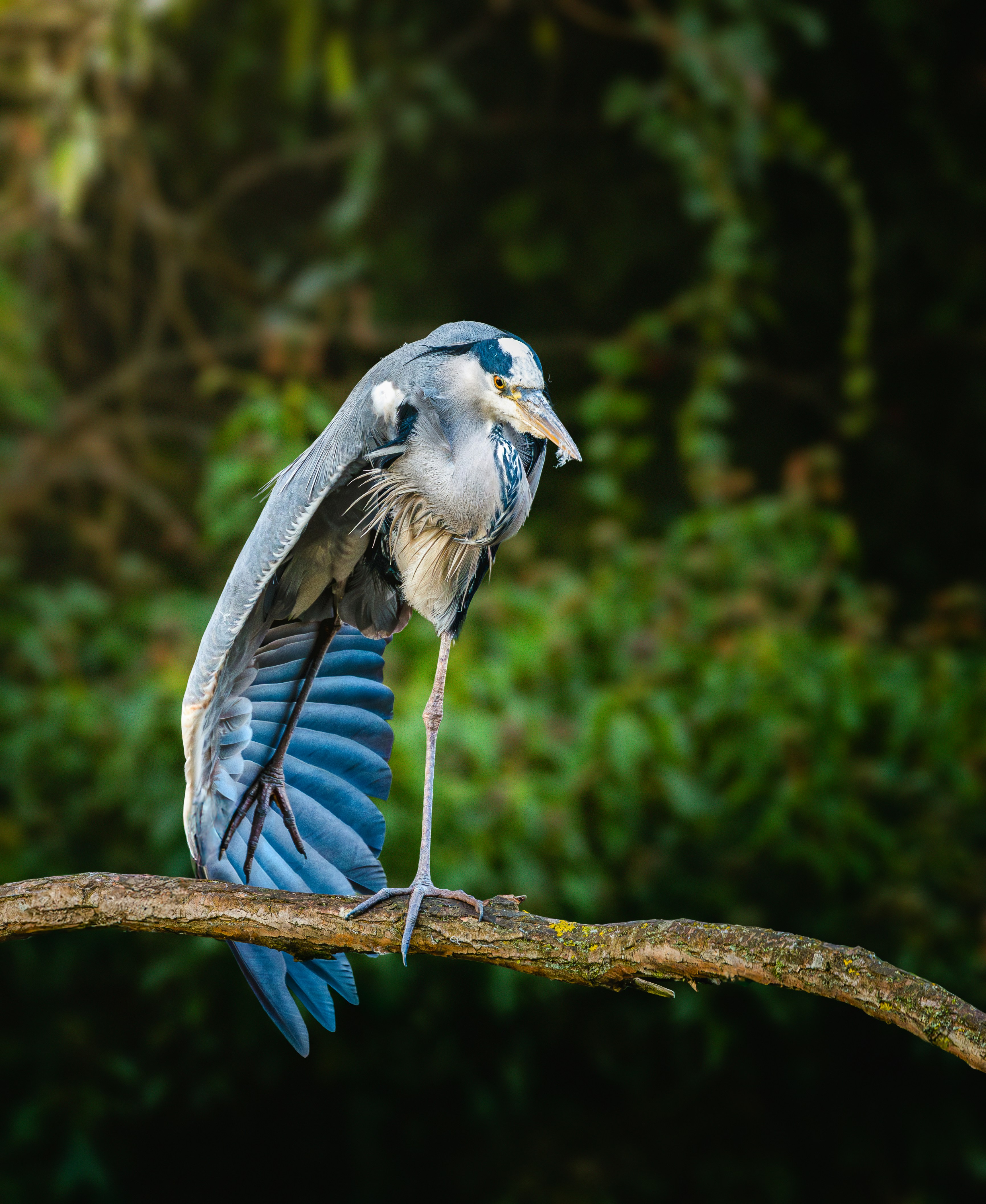 A heron balances gracefully on a tree branch.