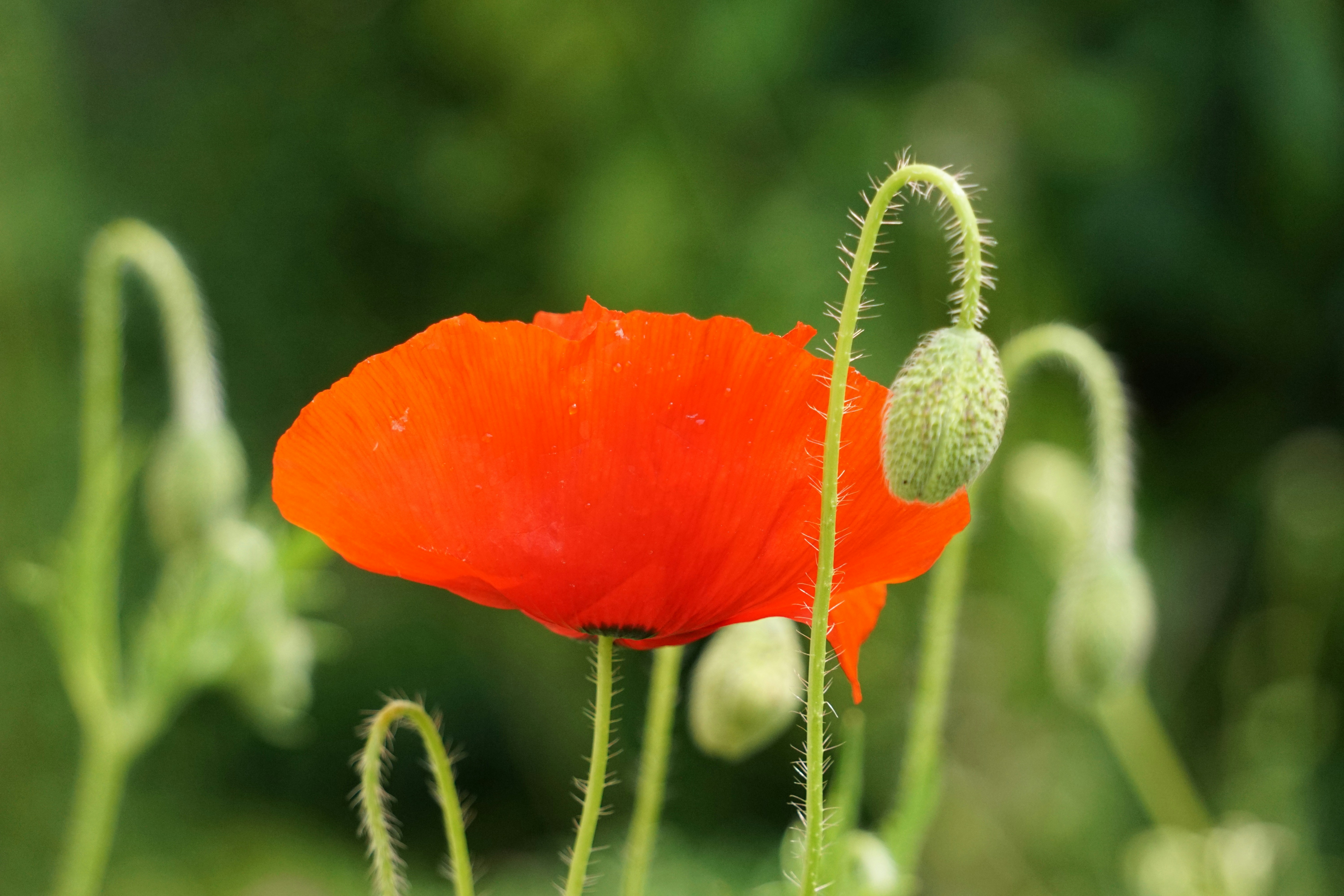A vibrant red poppy with buds.