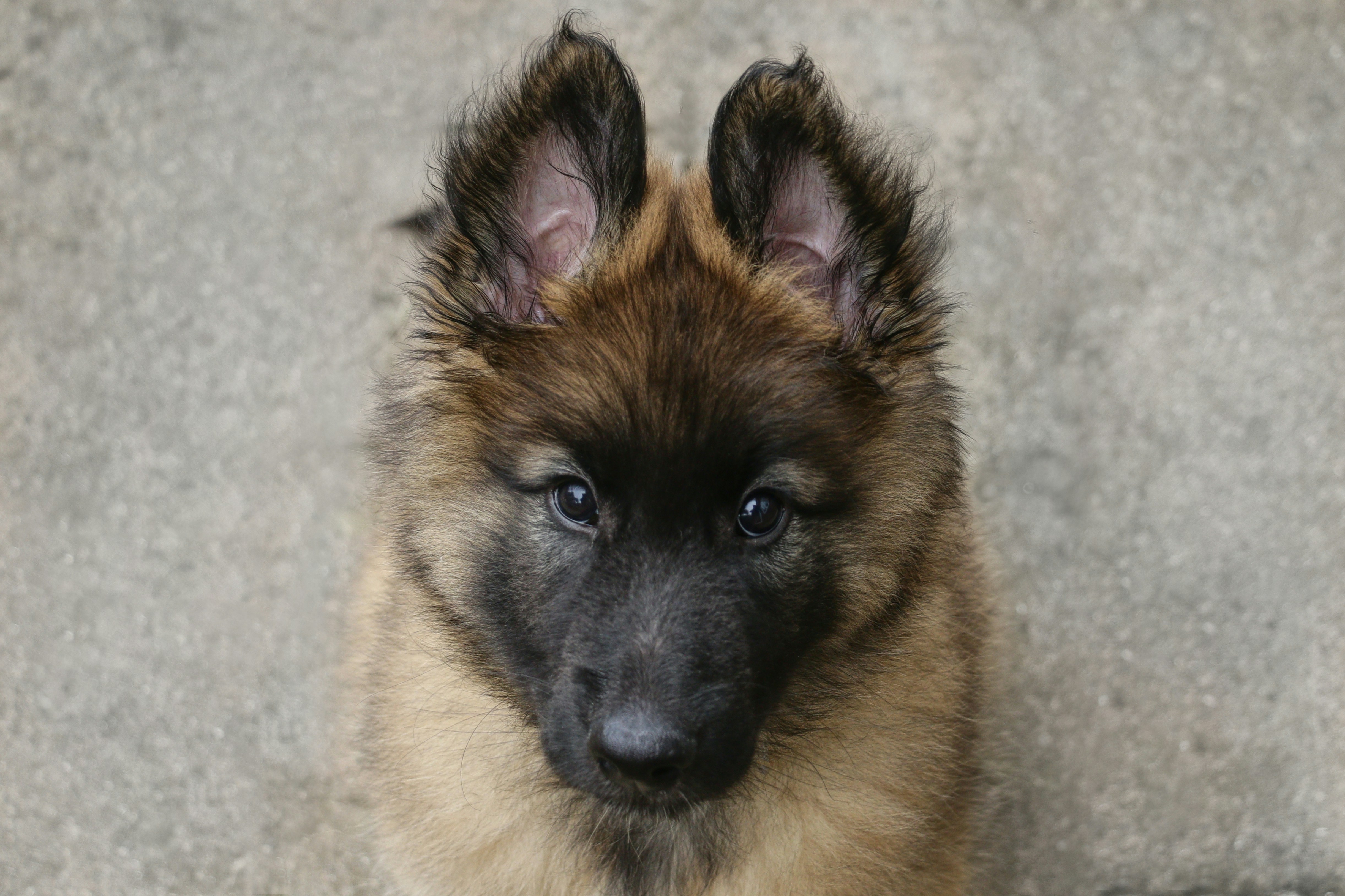 Une intelligence artificielle parvient à lire un manuscrit antique carbonisé et révèle son titre et son auteur après deux mille ans