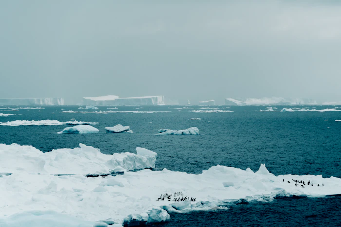 Penguins on the ice