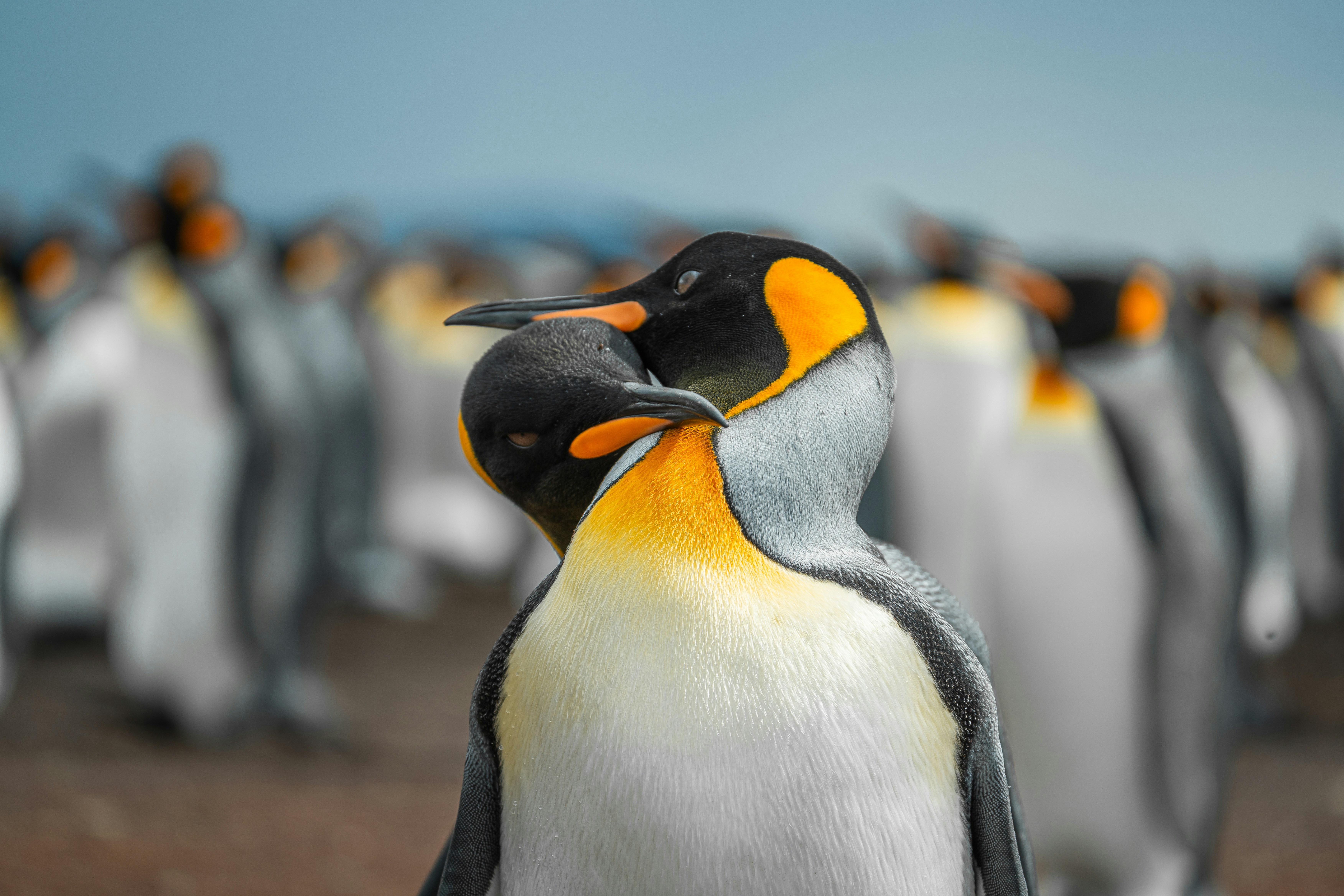 Exactly How To Discover A Skillful Stripper Suitable For Your Occasion Theme