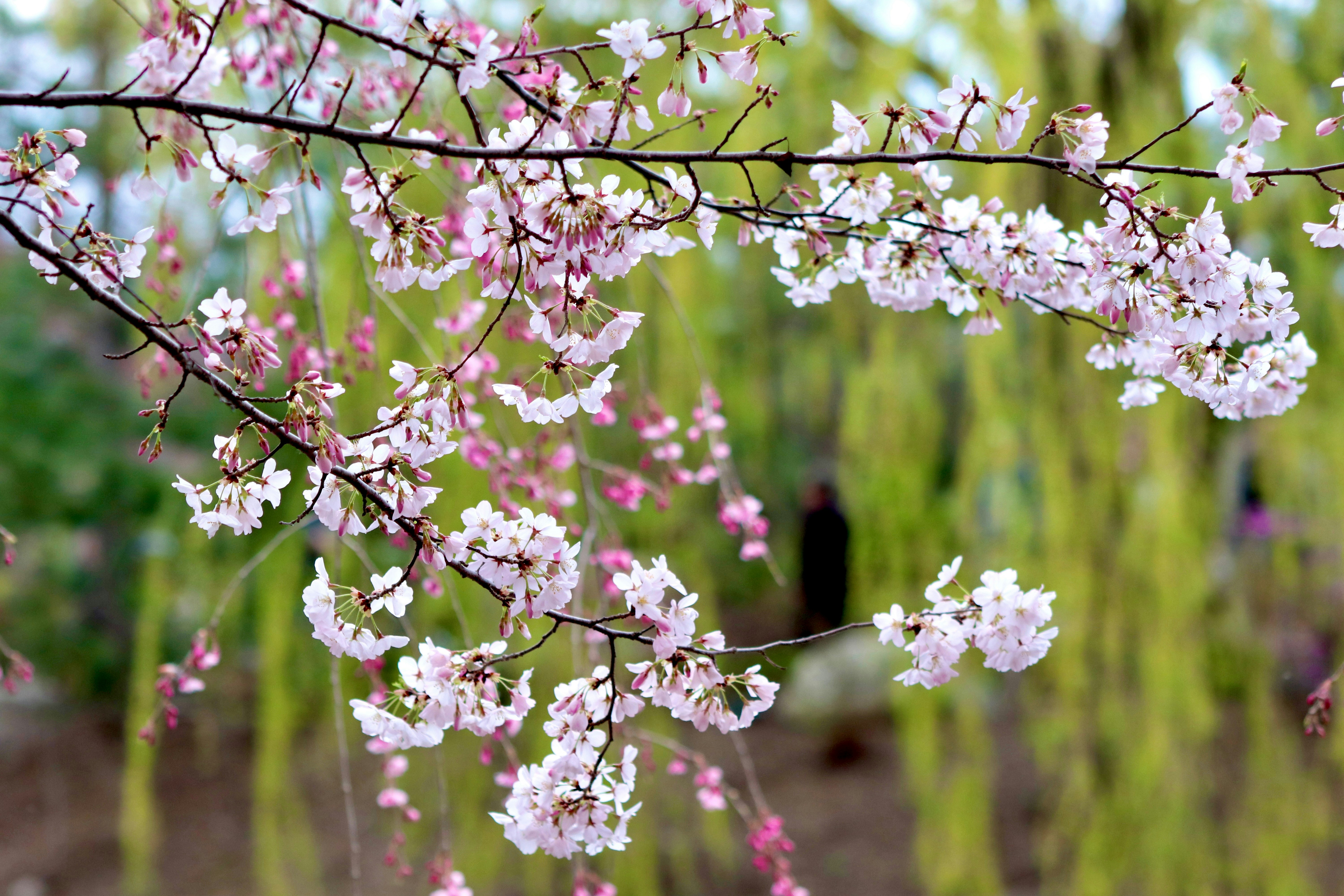 Cherry blossoms bloom beautifully on tree branches.