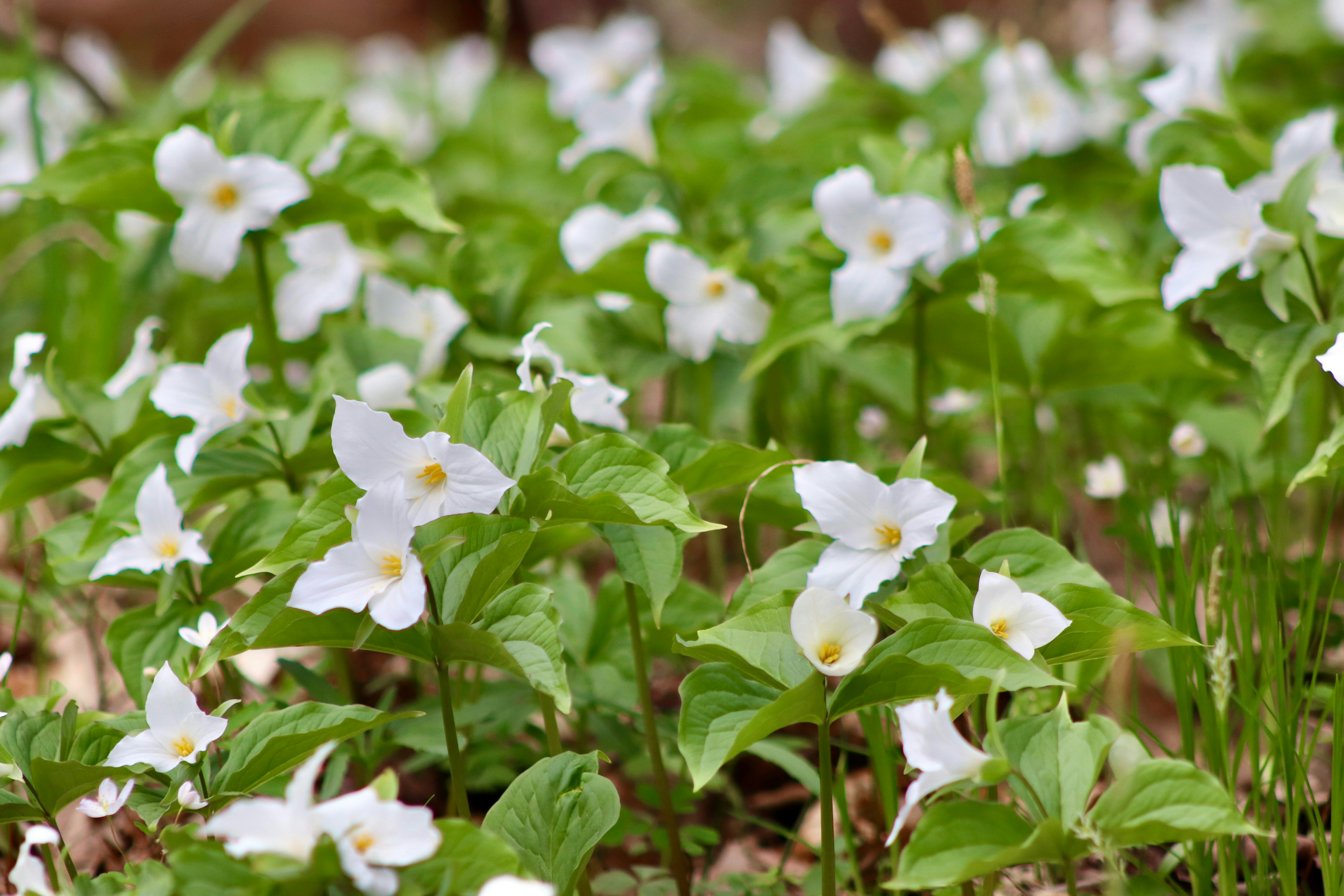 White trillium flowers bloom among lush green leaves.