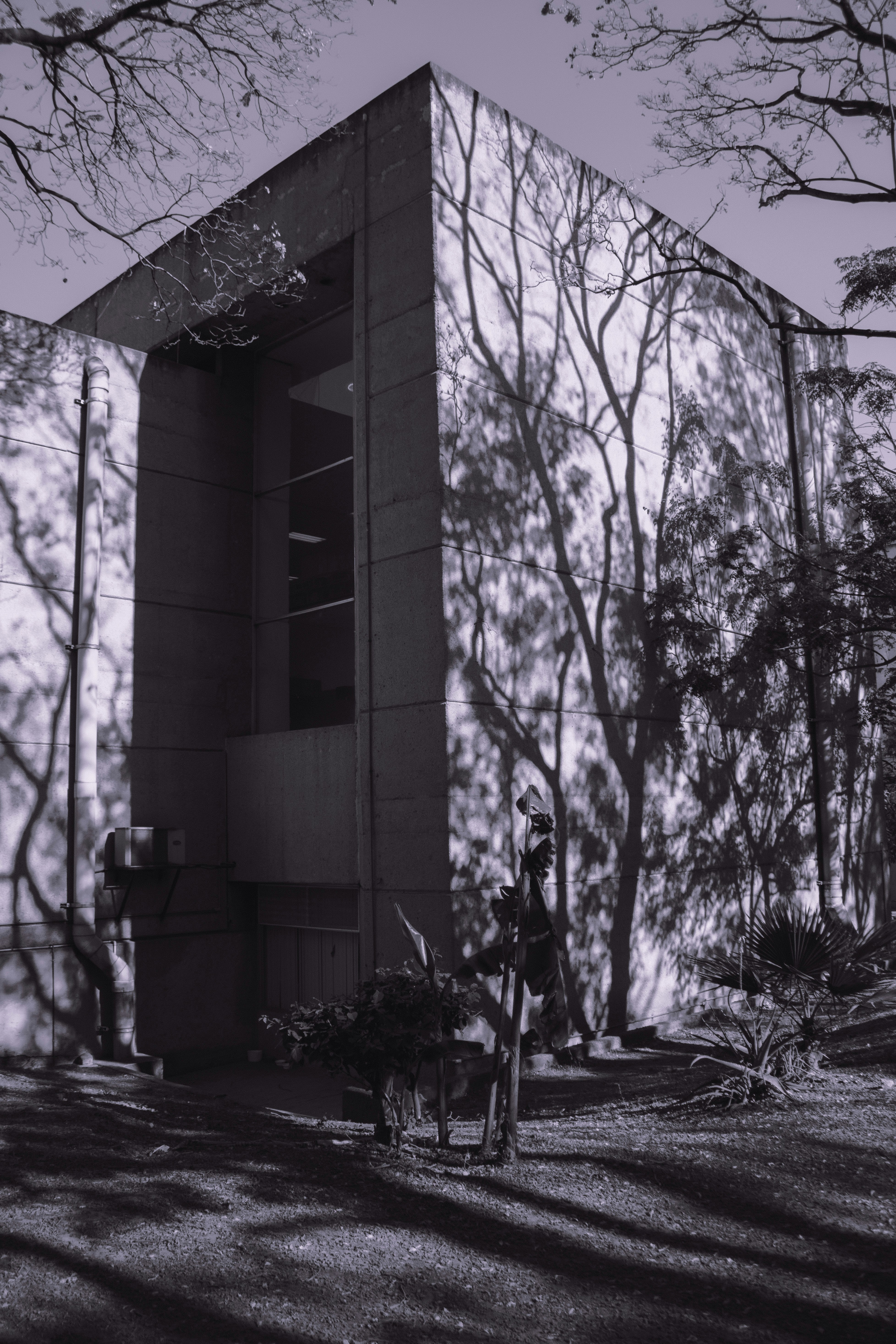 A building has tree shadows cast upon its surface.