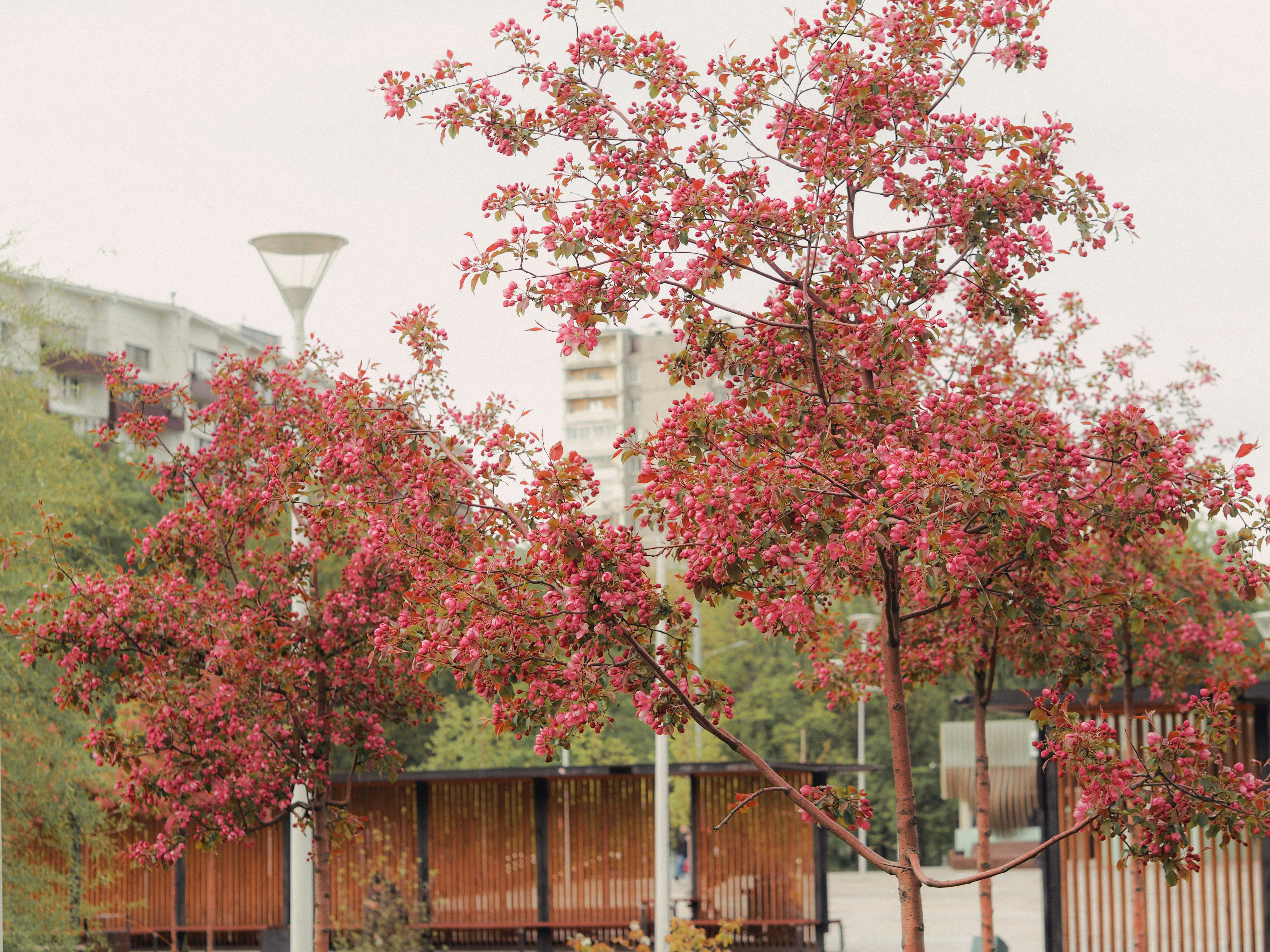 Pink-leaved trees stand in an urban park.