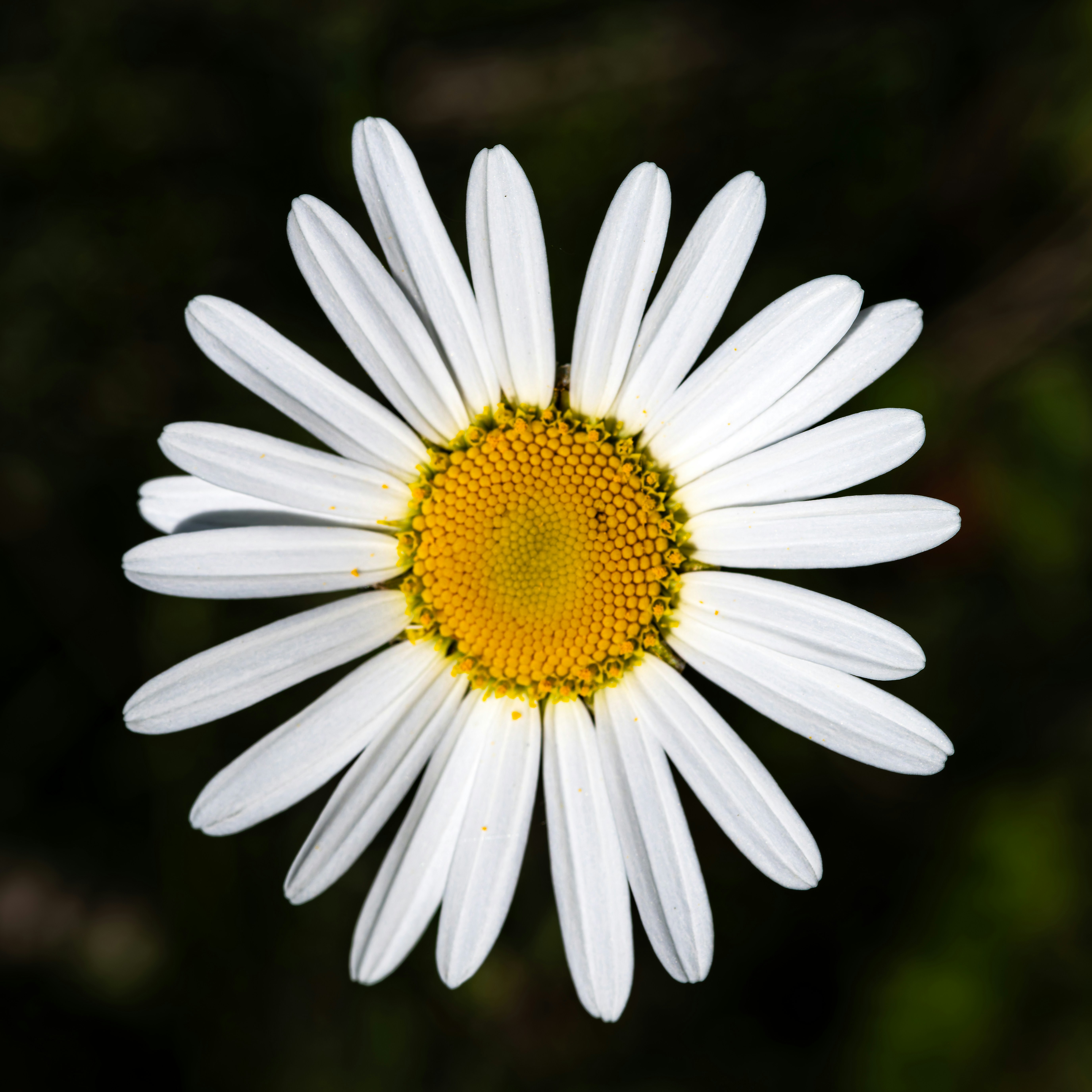 Photo by siegfriedpoepperl