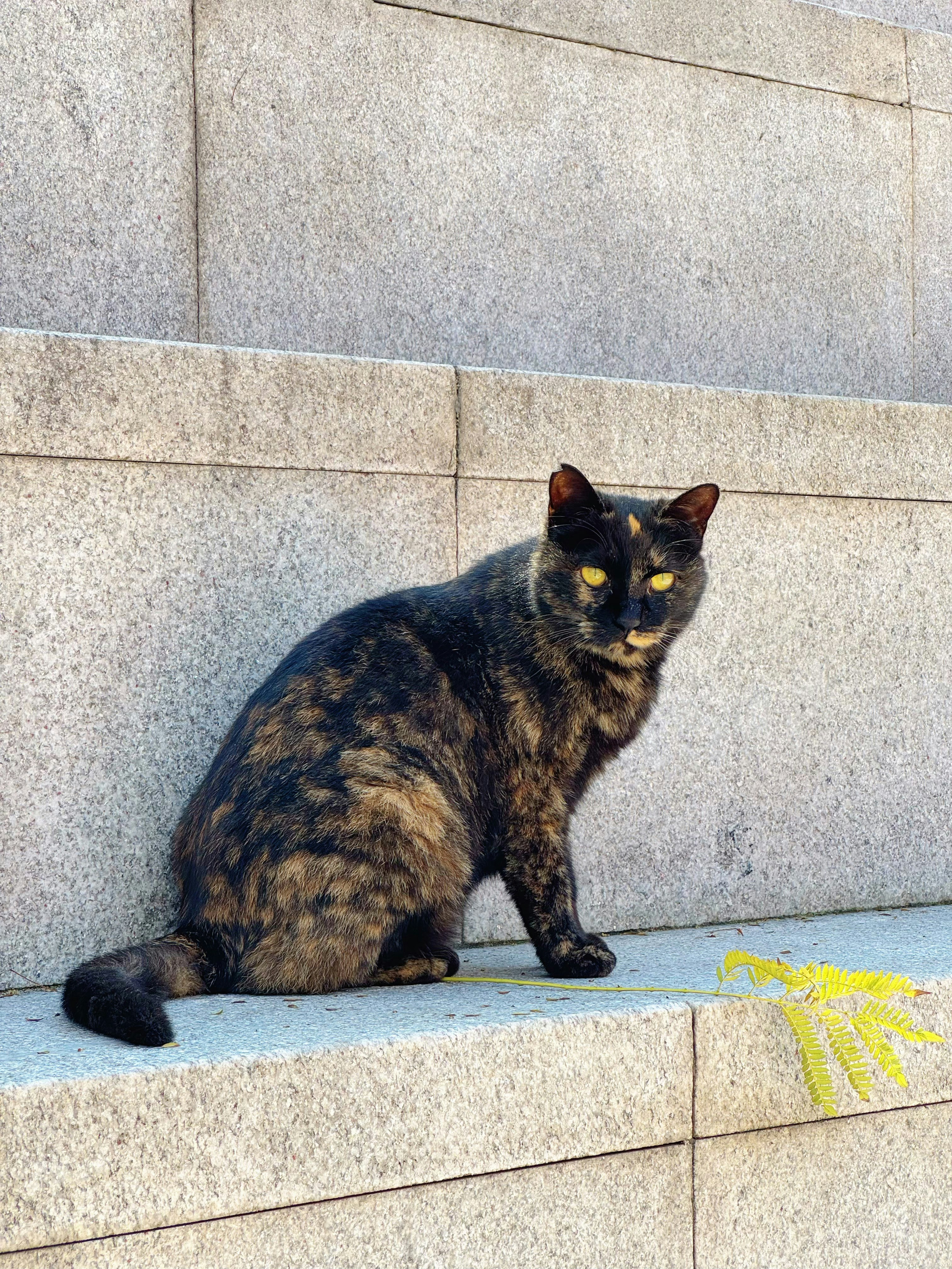 A tortoiseshell cat sits on stone steps.