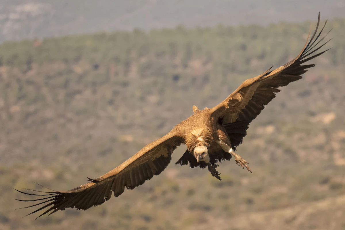 Buitre leonado planeando