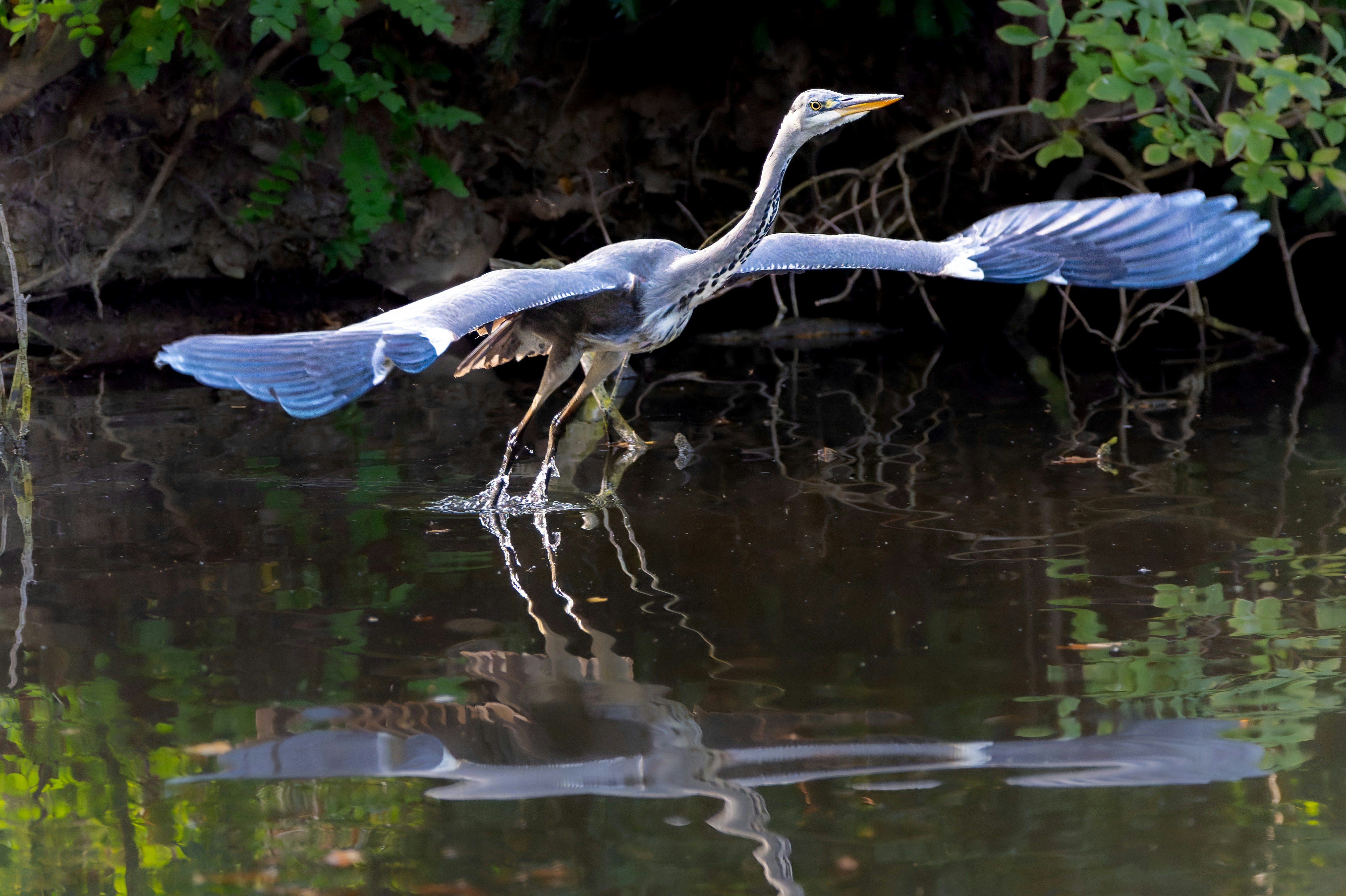 Photo by siegfriedpoepperl