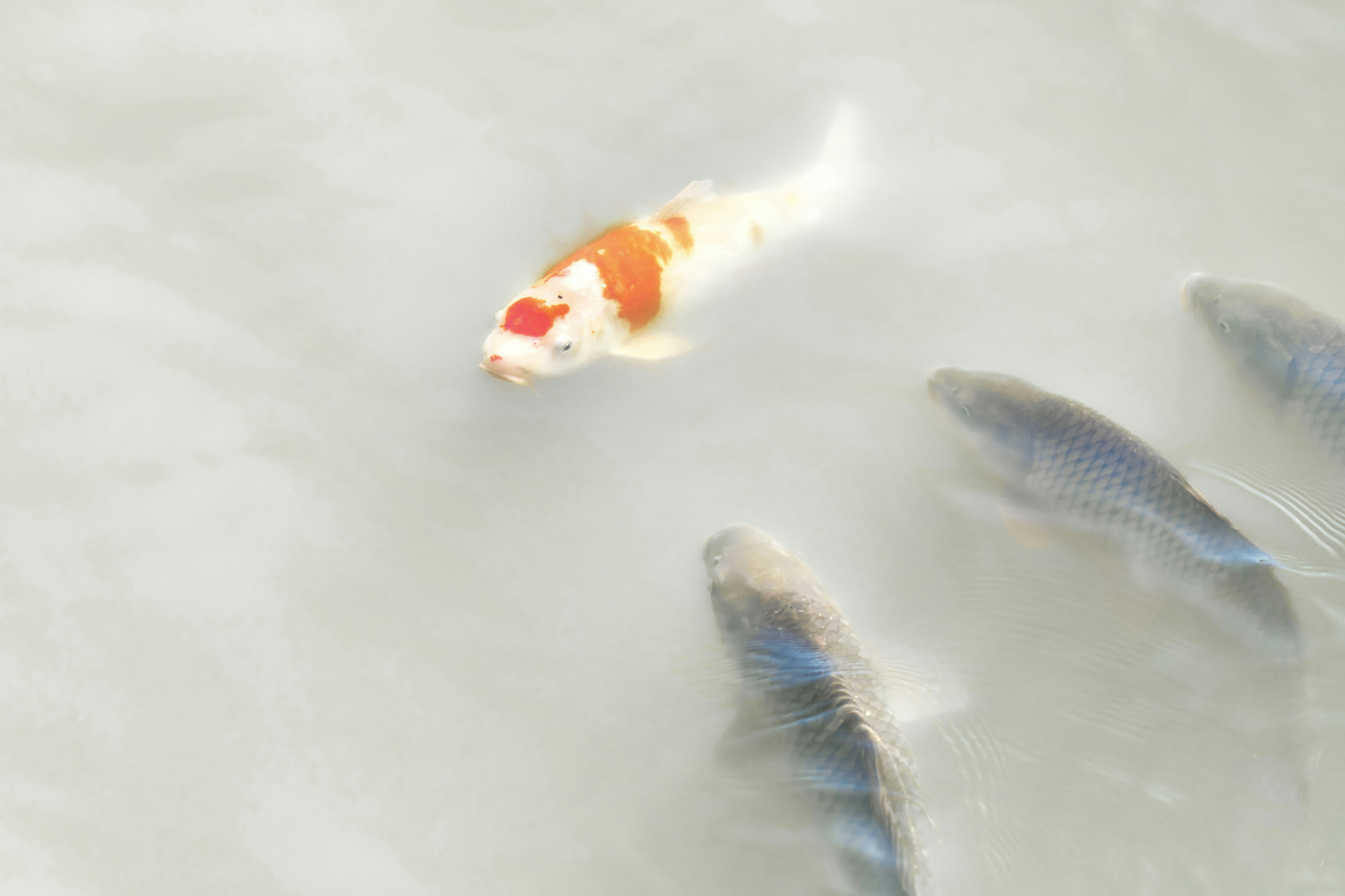 Koi fish swims with others in the water.