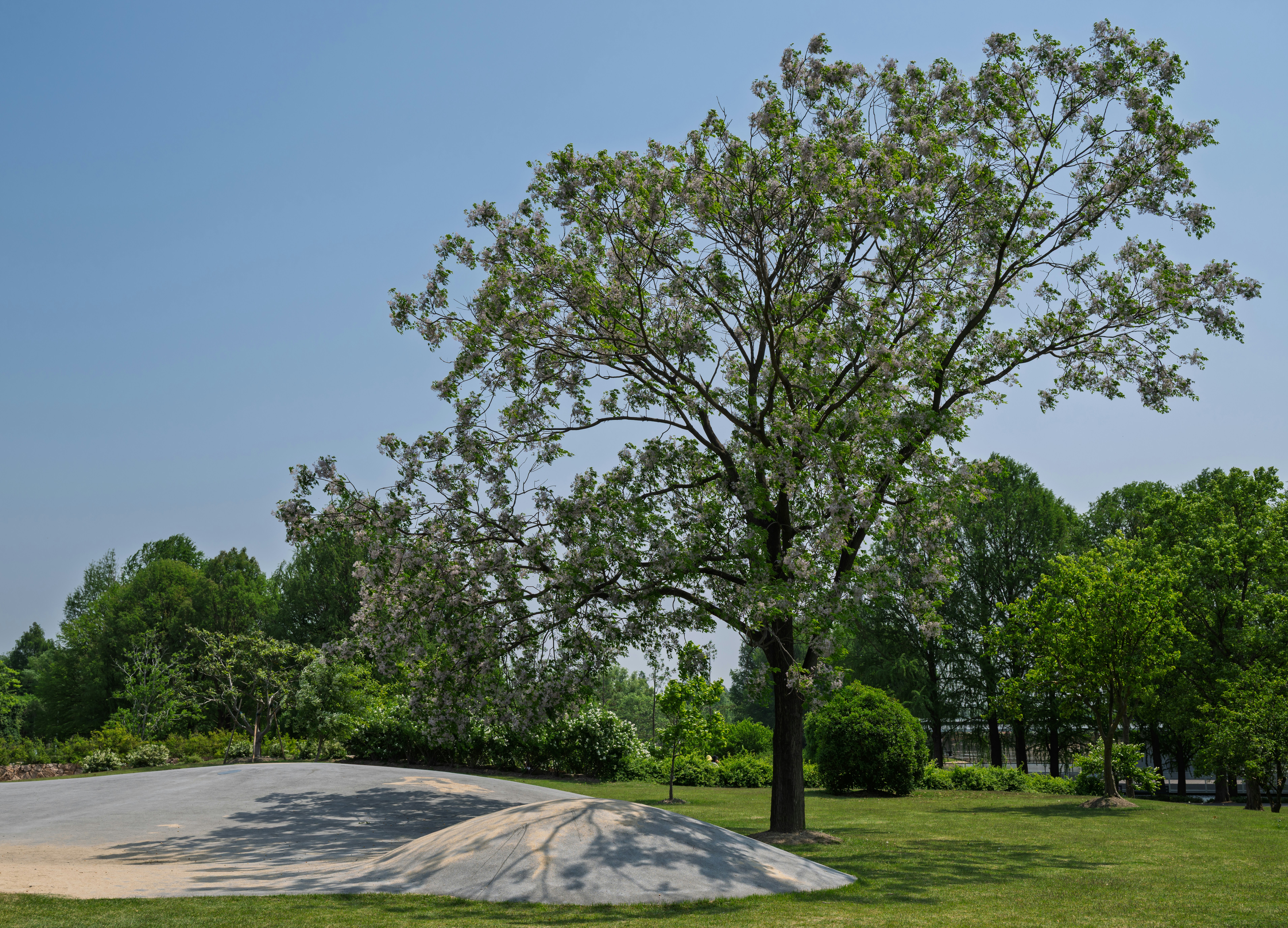 A tall tree stands on a sunny, green lawn.
