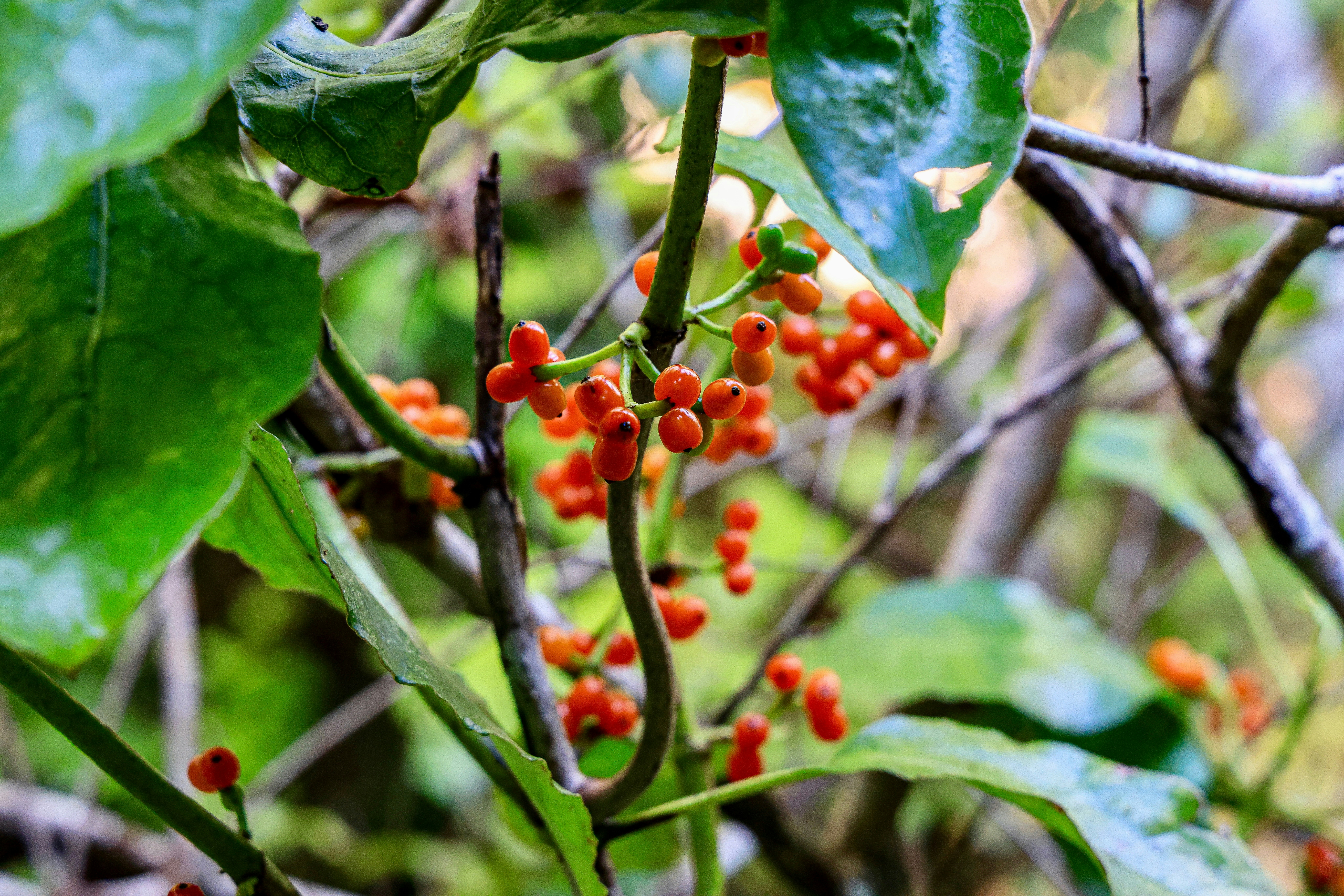 Photo by maximilian_brand