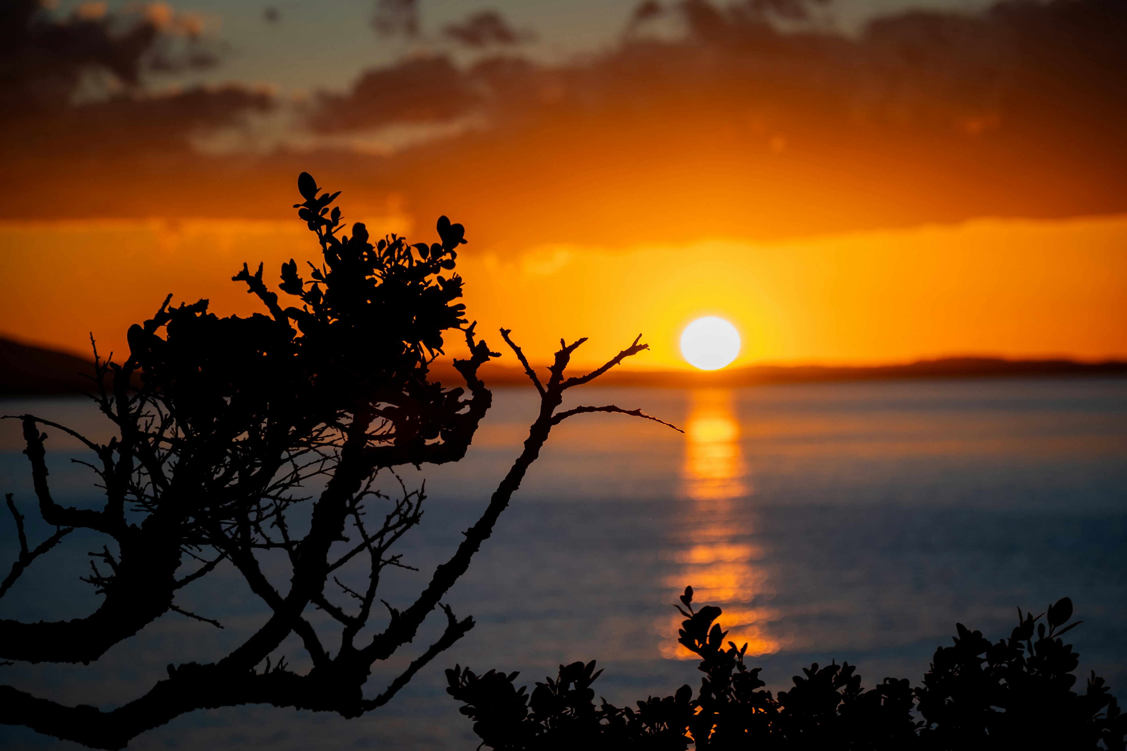 Sunset over the ocean, silhouetted branches.
